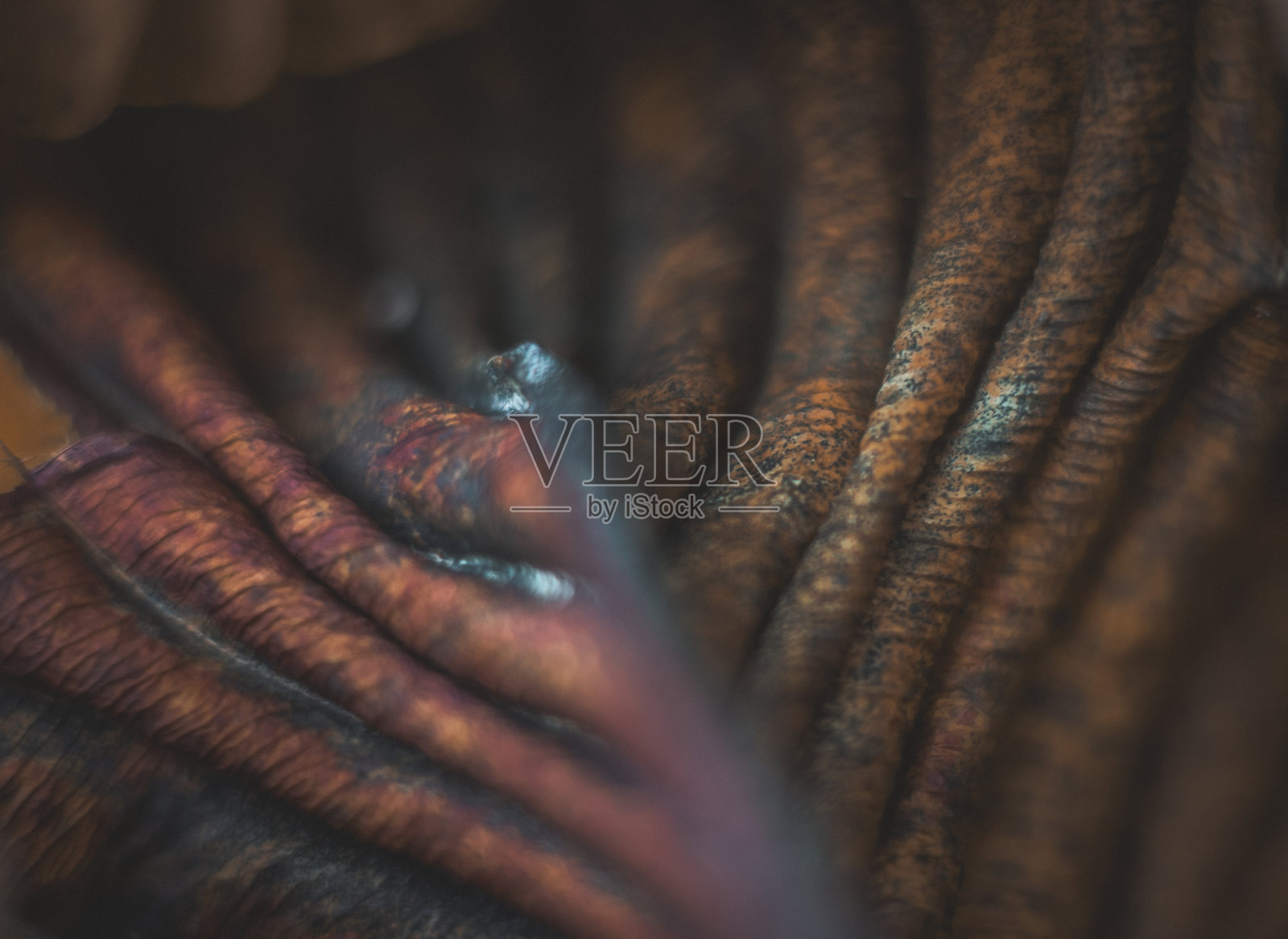 乡村花园阴凉处的秋季玉簪叶片细节，采用复古镜头拍摄，呈现复古外观。照片摄影图片