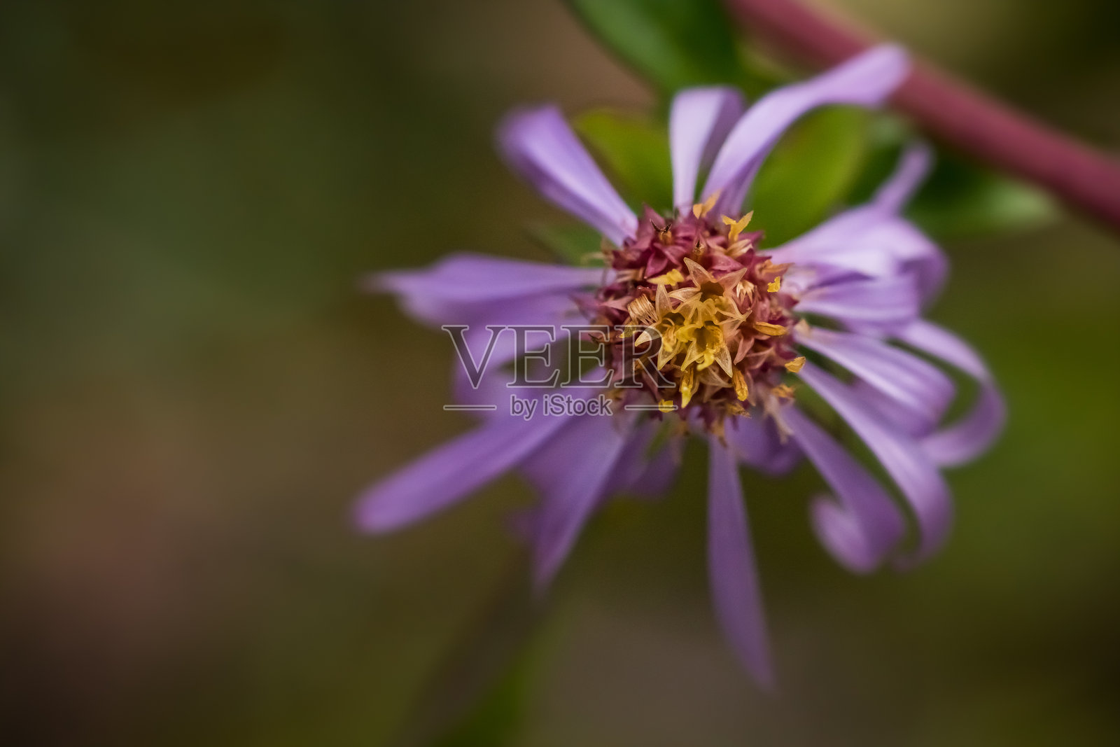 紫苑；欧石南照片摄影图片