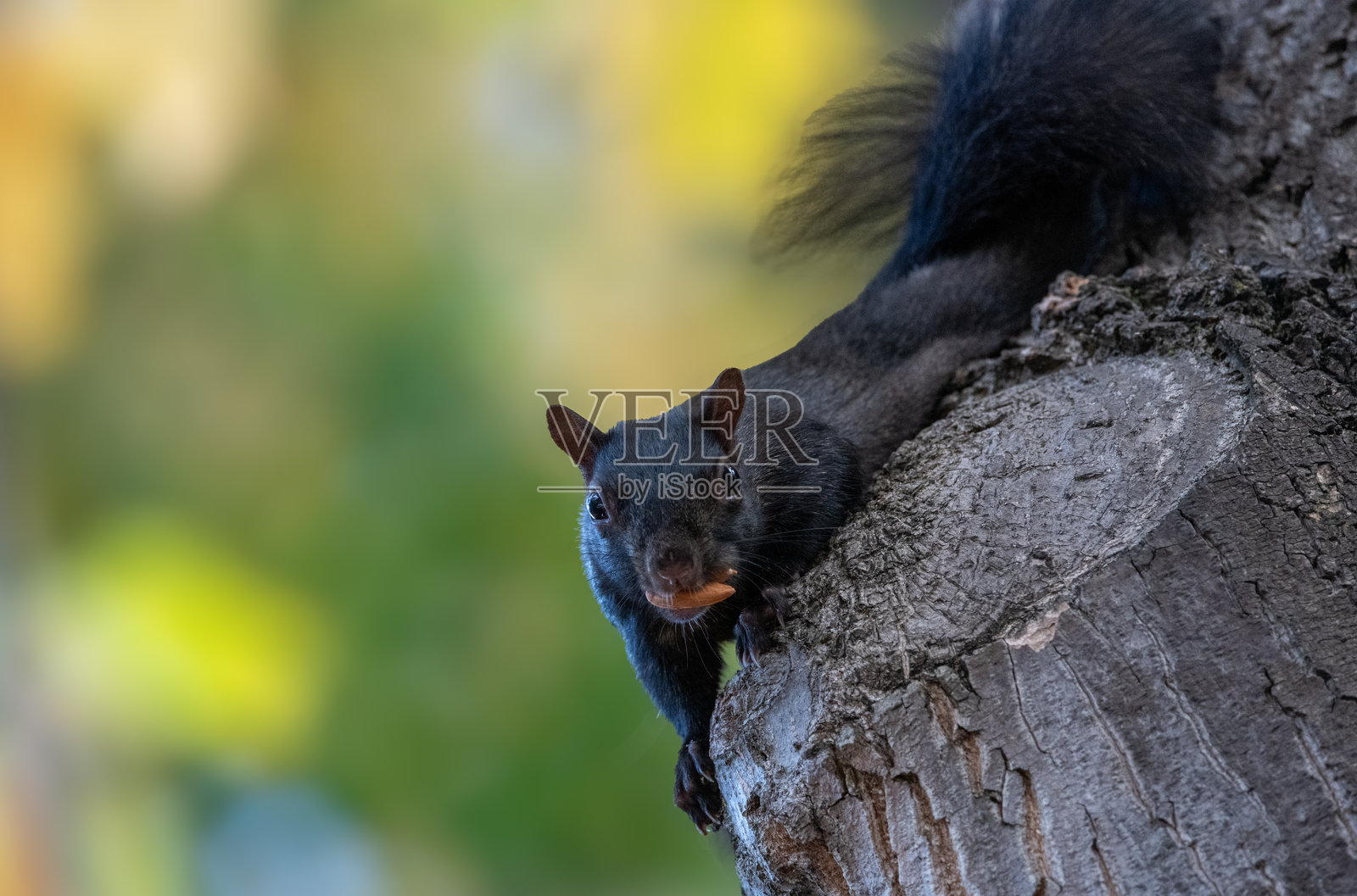 安静的雨天访客照片摄影图片