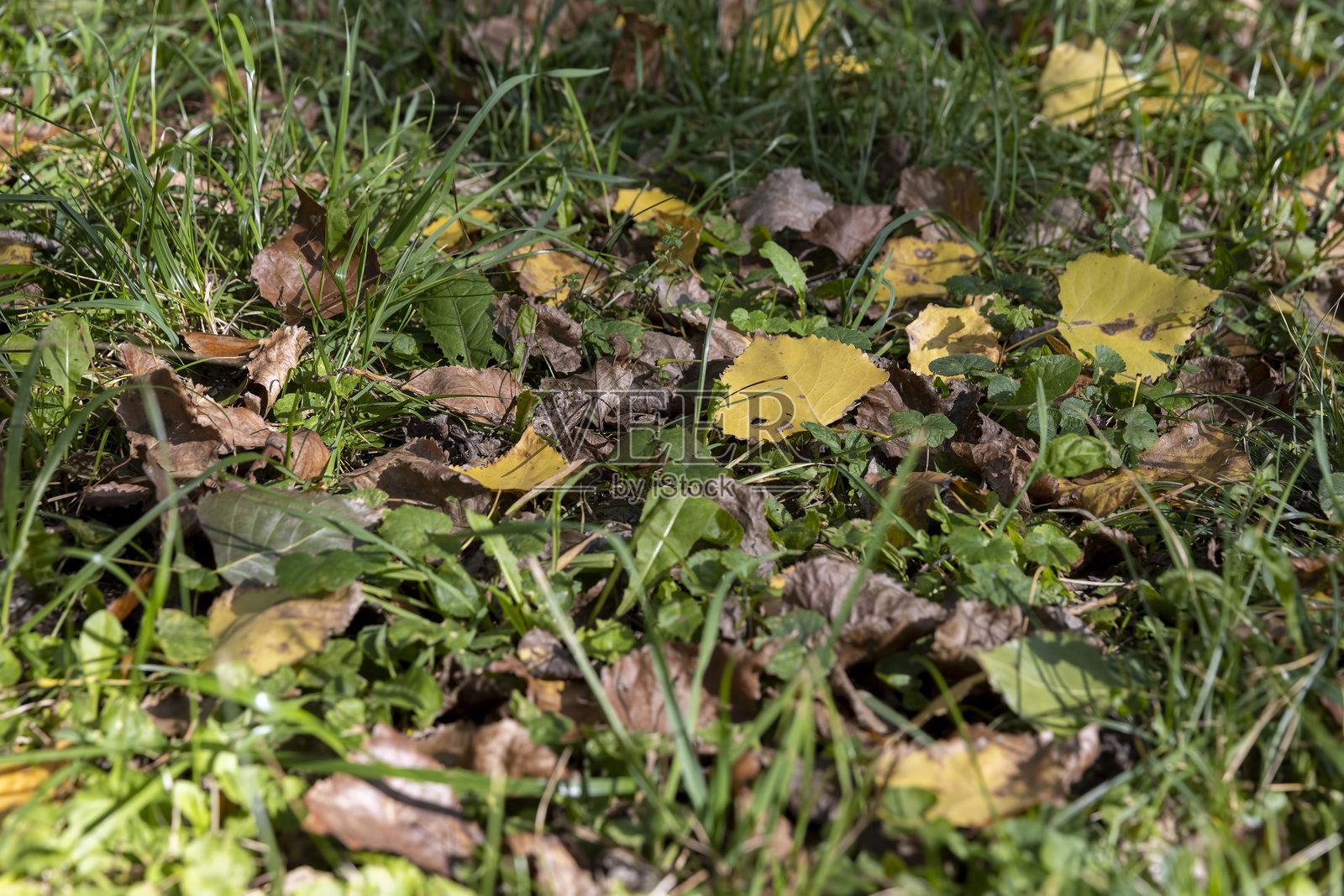 秋季晴朗天气下，绿草地上散落着落叶乔木飘落的枯黄落叶，五彩斑斓的叶子铺满地面照片摄影图片
