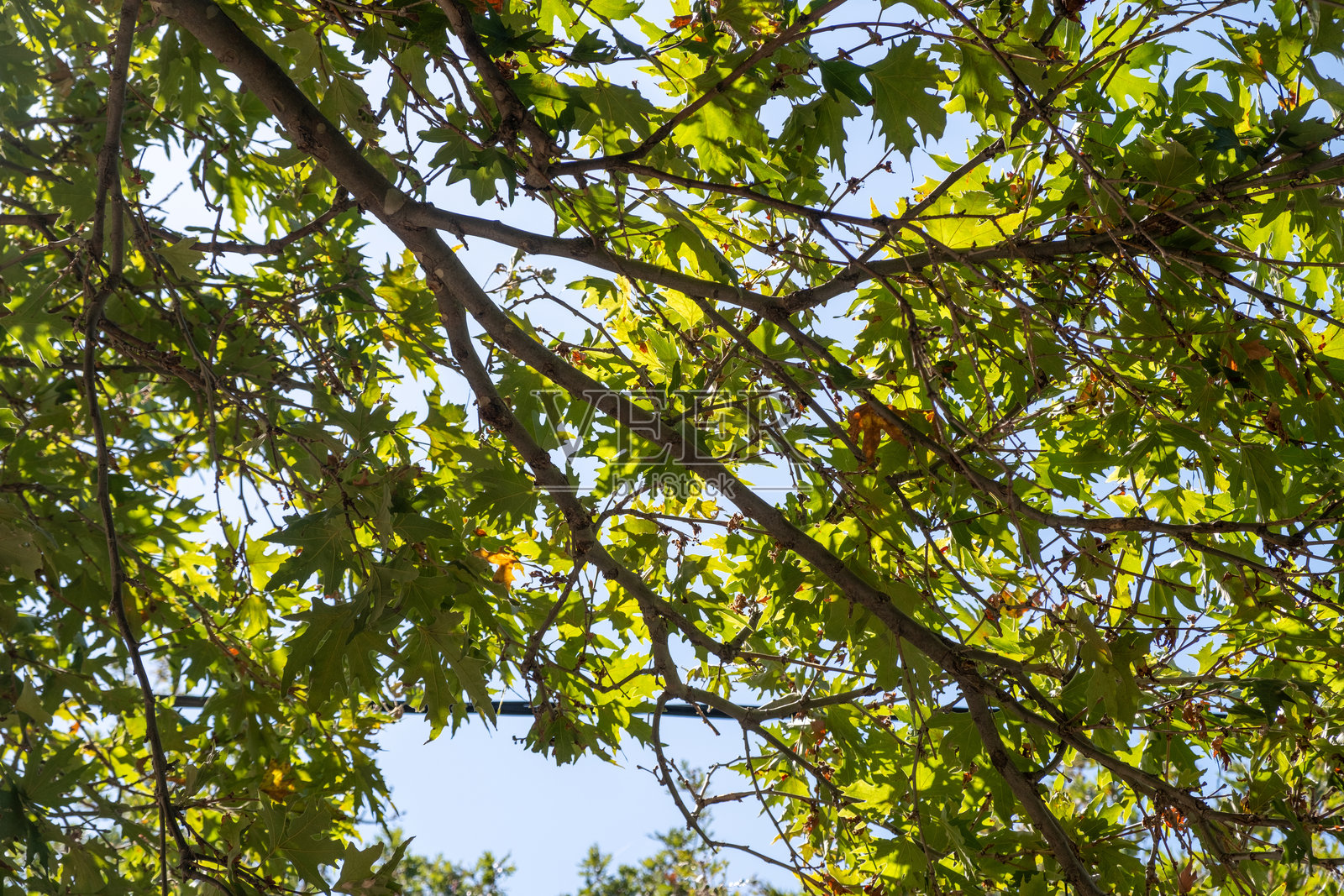 阳光明媚的午后，绿意盎然的树冠，枝叶构成宁静的自然图案照片摄影图片