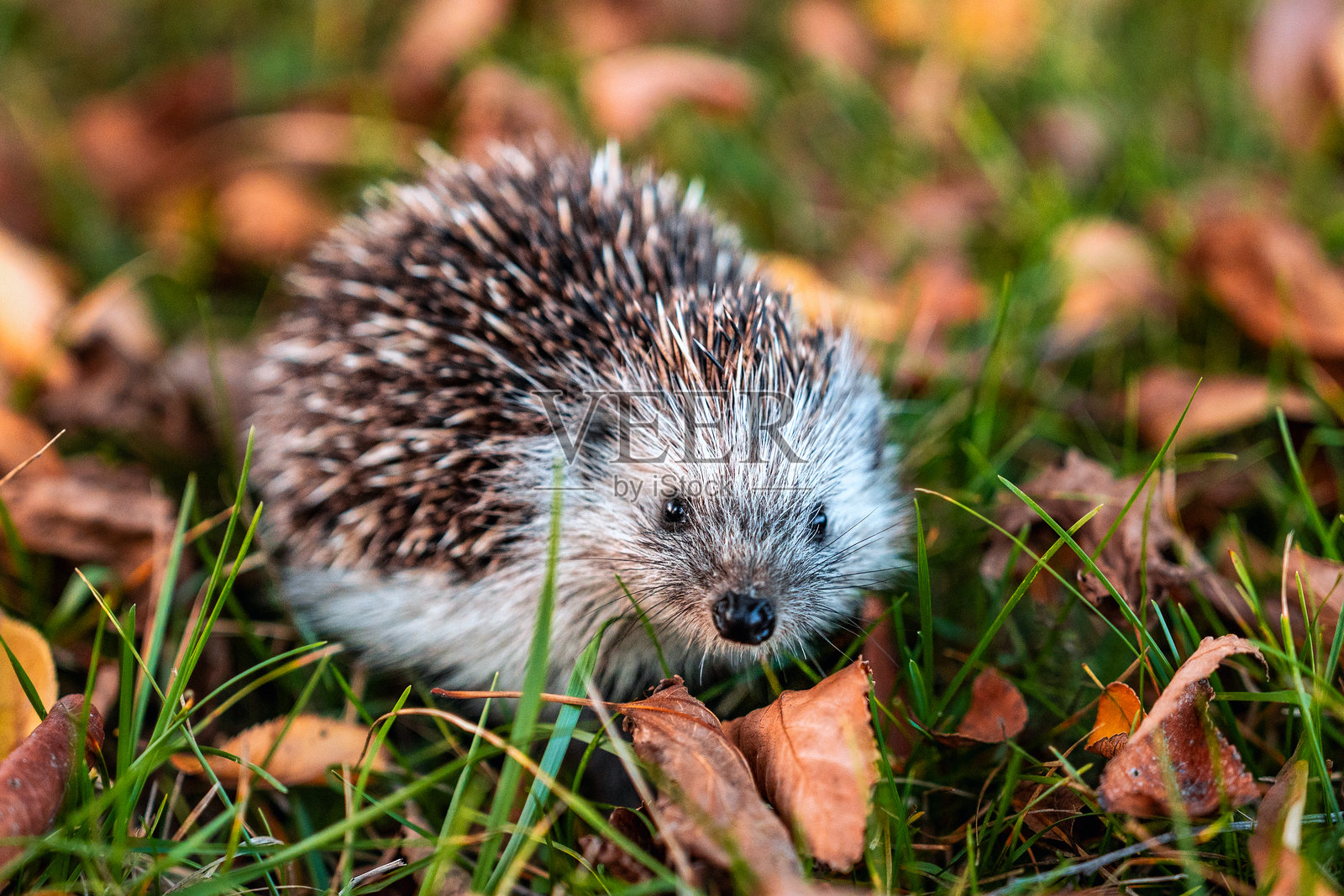 刺猬照片摄影图片