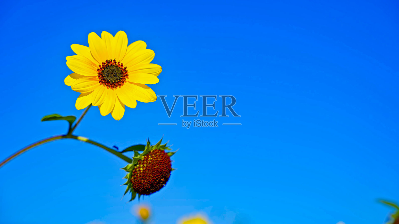 春天里明媚的向日葵花开照片摄影图片