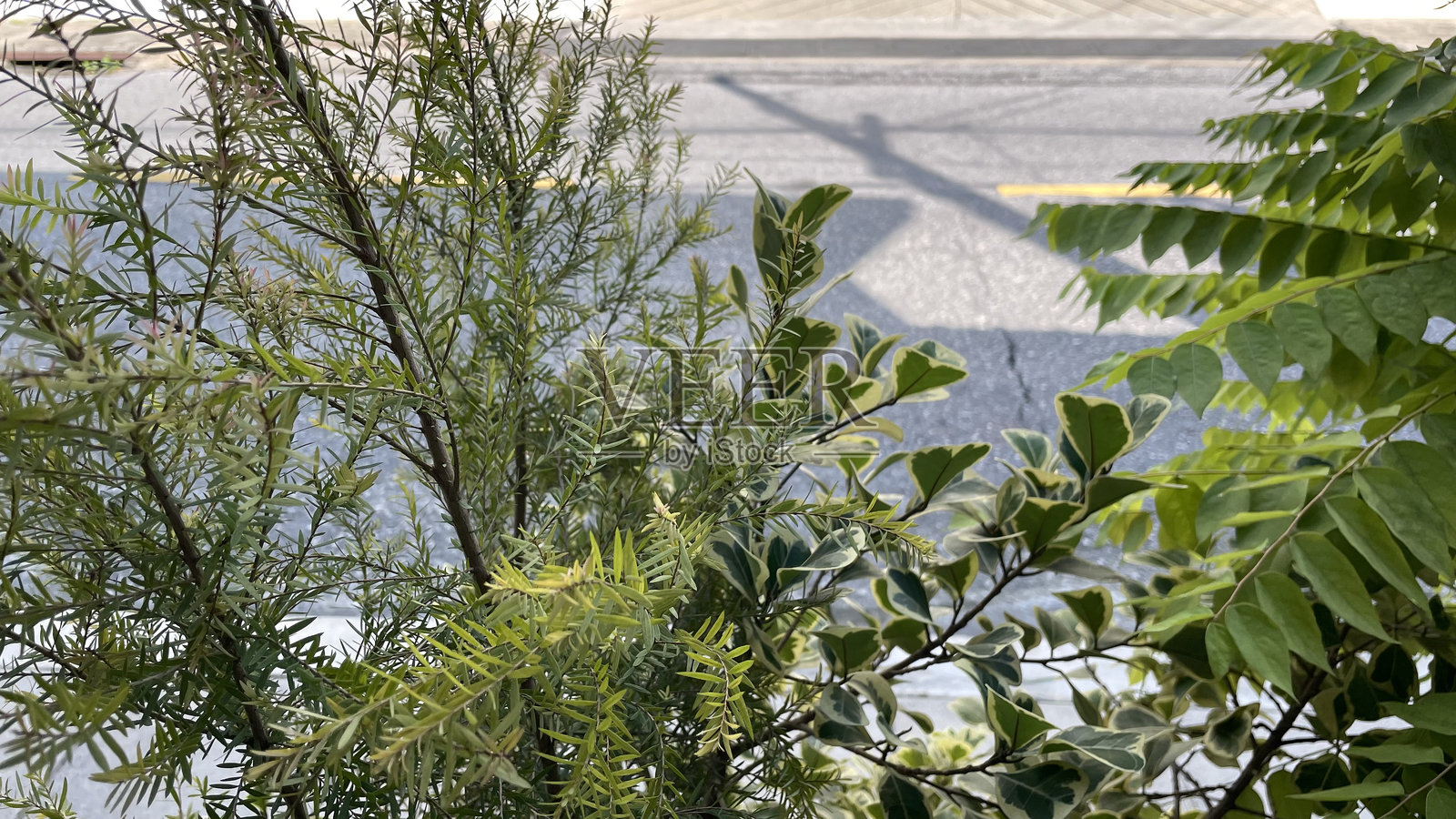 阳光投射在地面上形成树影，种植，阴影，留白...照片摄影图片