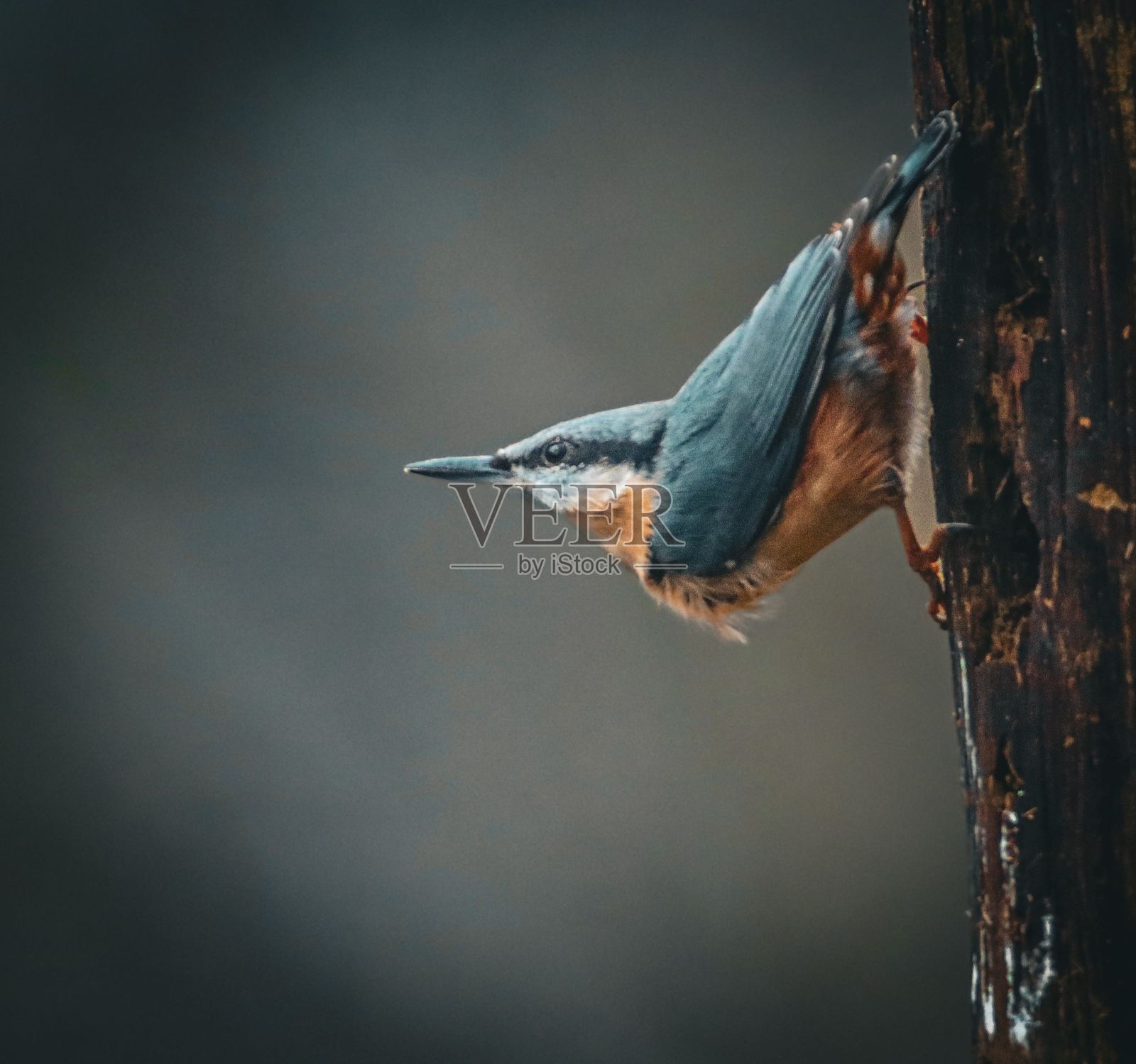 树干上的鹪鹩照片摄影图片