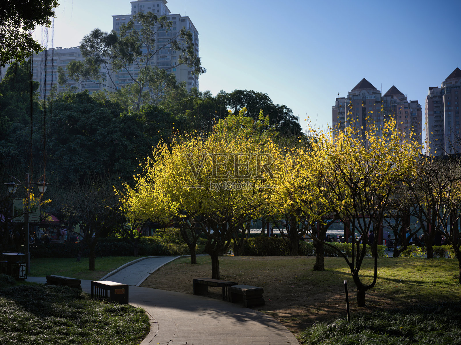 城市公园秋景，黄叶点缀，步道与高楼林立照片摄影图片
