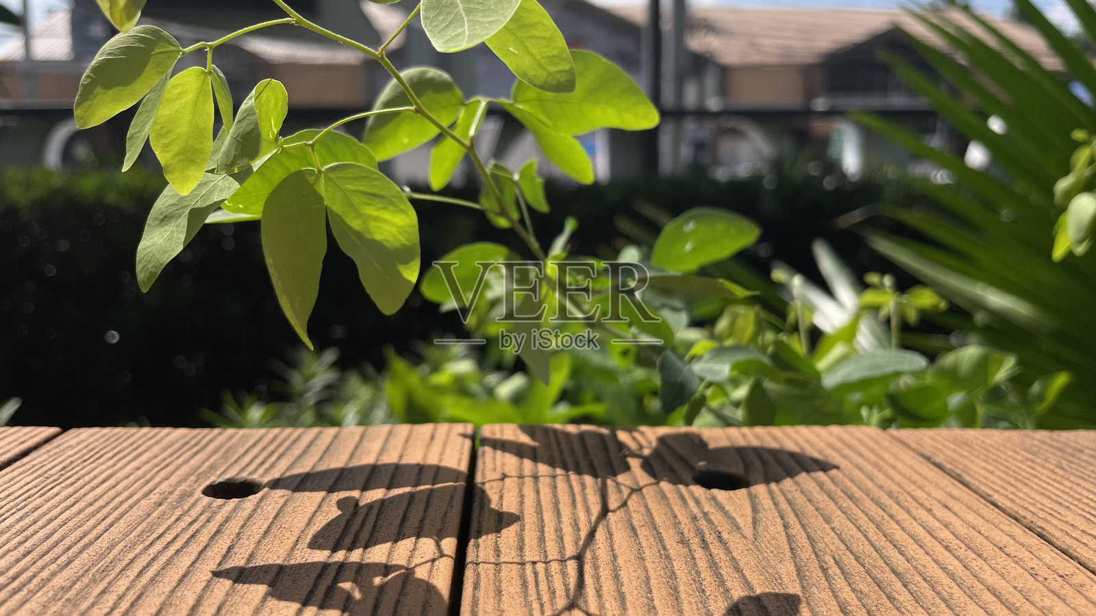 阳光投射在墙上的树影，种植，阴影，空墙，复制空间...照片摄影图片