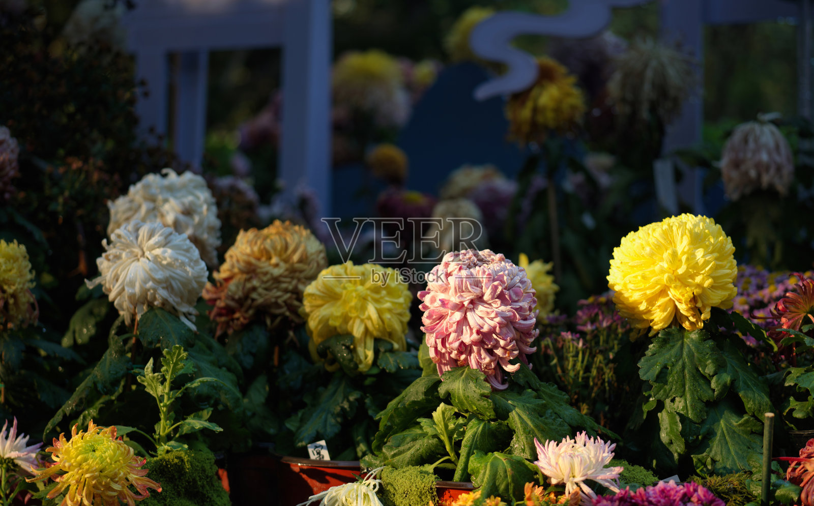 盛开的五彩菊花照片摄影图片