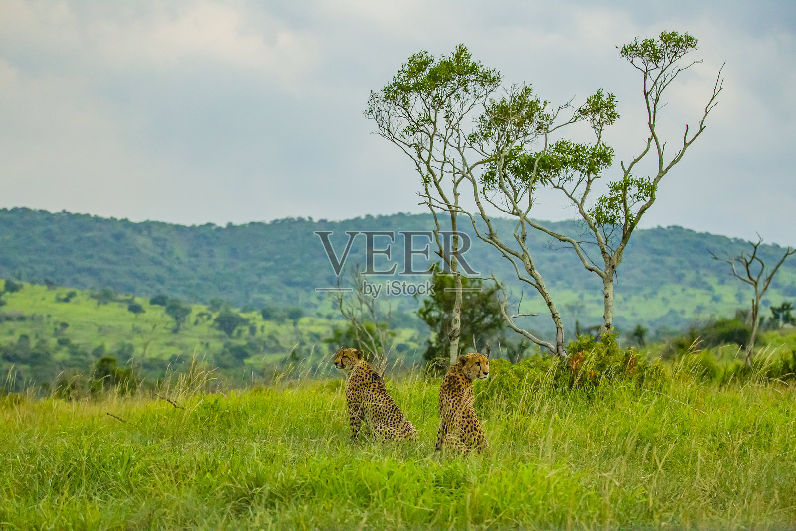 猎豹 (Acinonyx jubatus)照片摄影图片