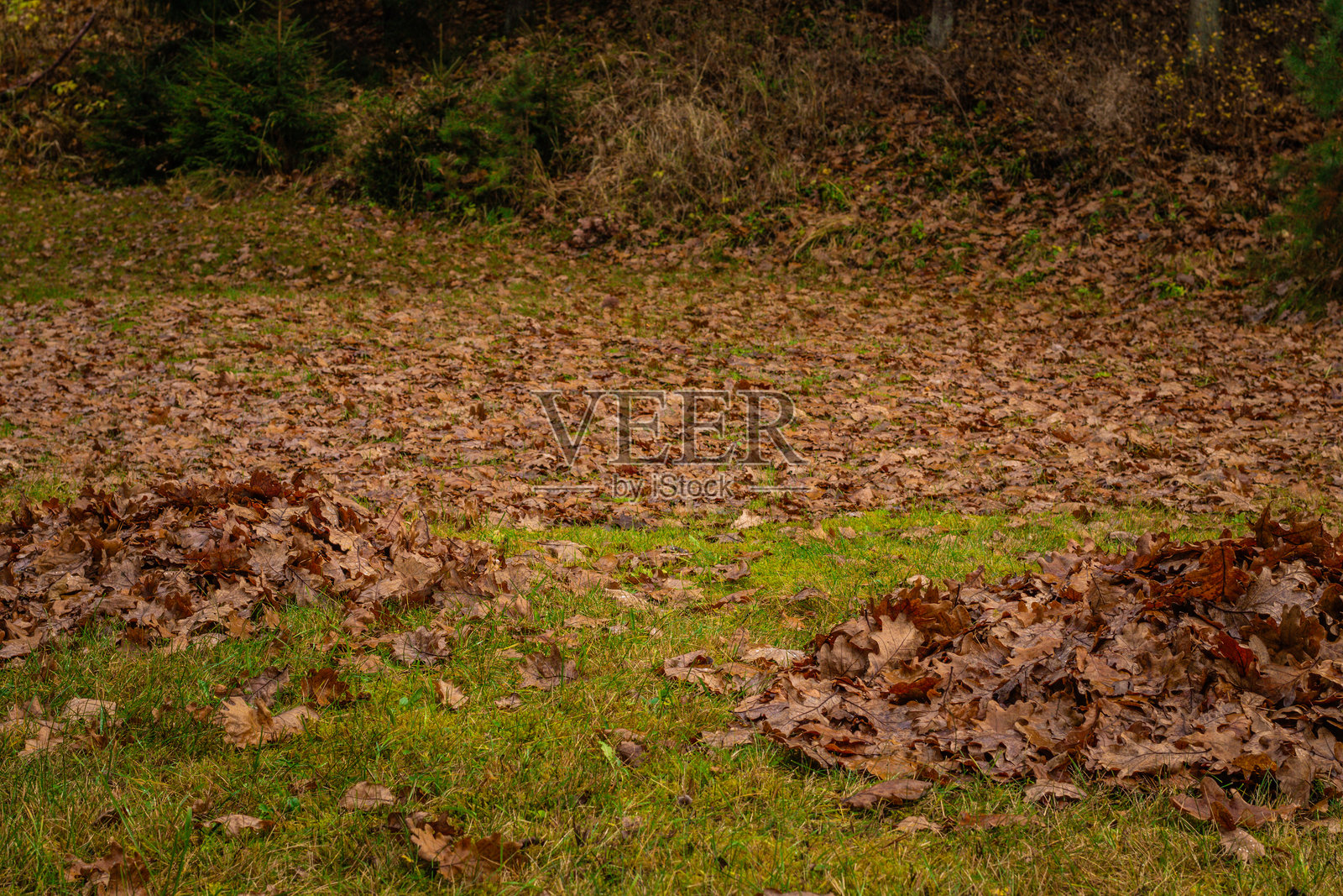 一堆整齐的干棕色橡树叶的特写照片摄影图片