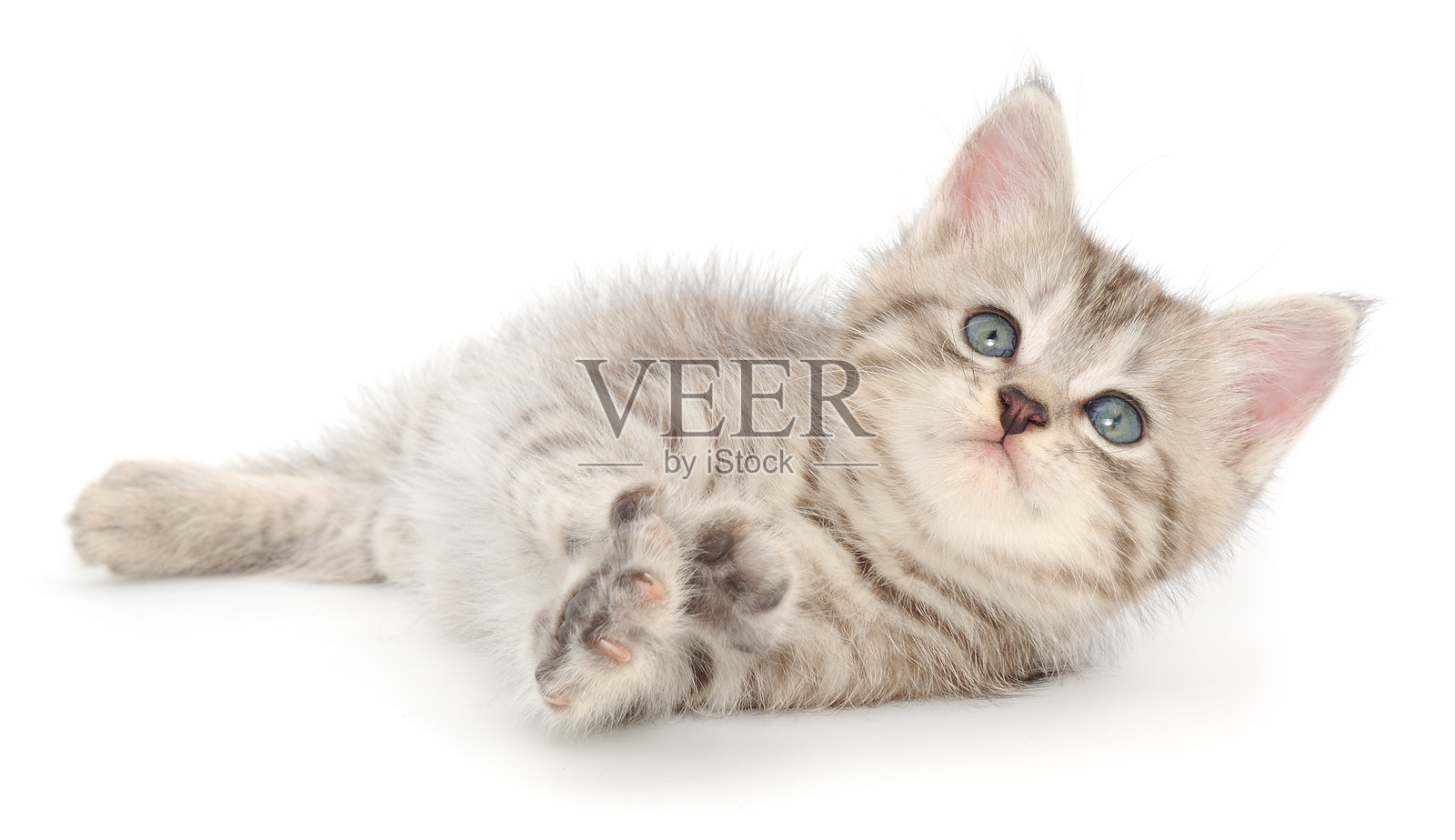 一只可爱的灰色小猫，孤立在白色背景上照片摄影图片