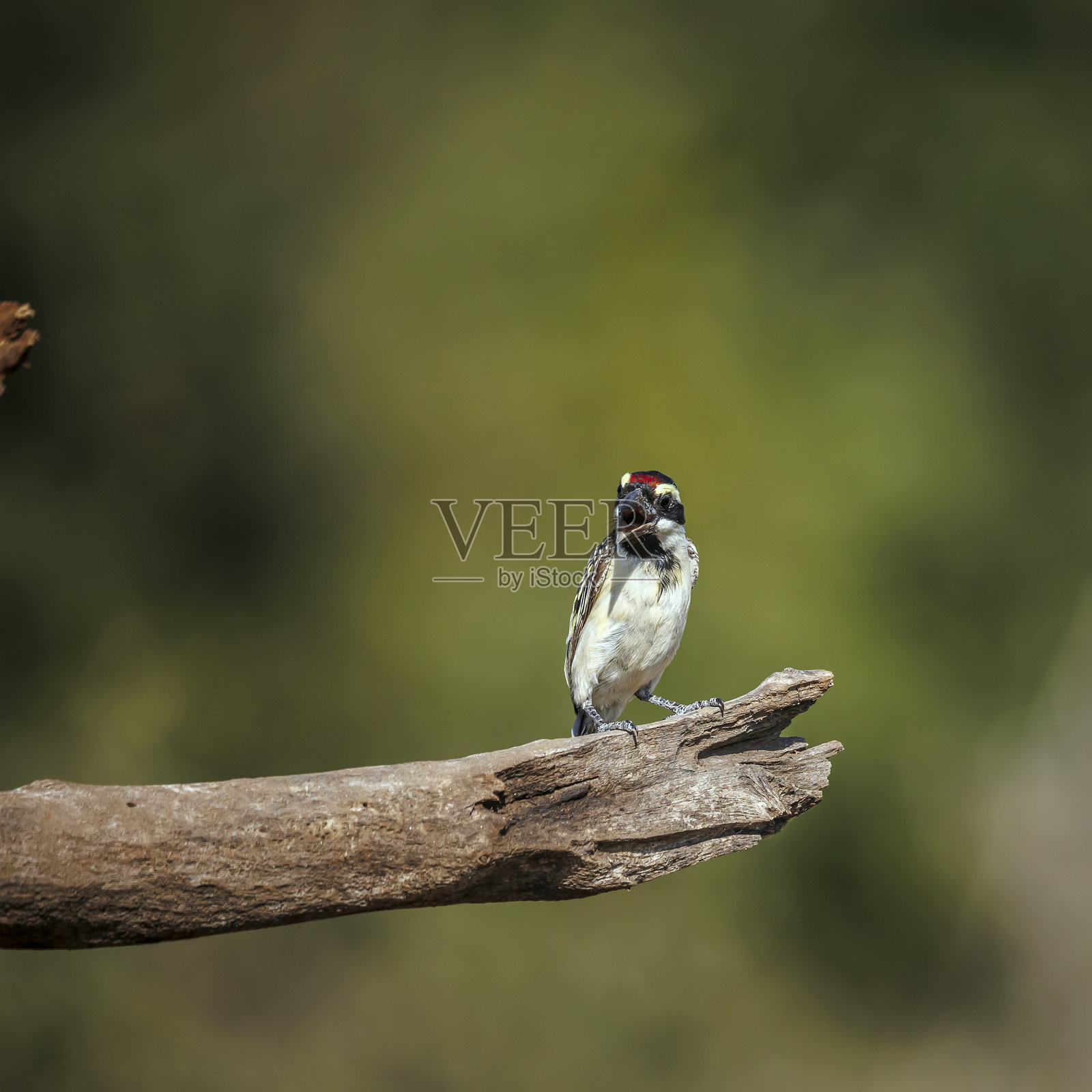 南非克鲁格国家公园的冠斑犀鸟照片摄影图片