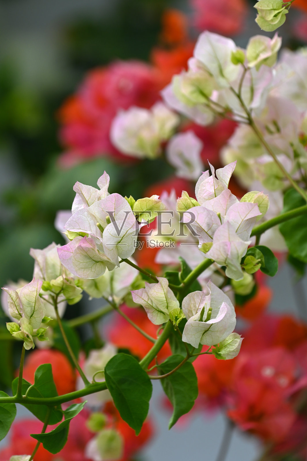 簕杜鹃照片摄影图片