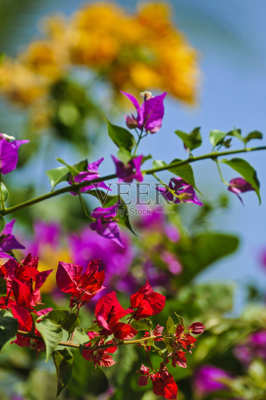 三角梅照片摄影图片