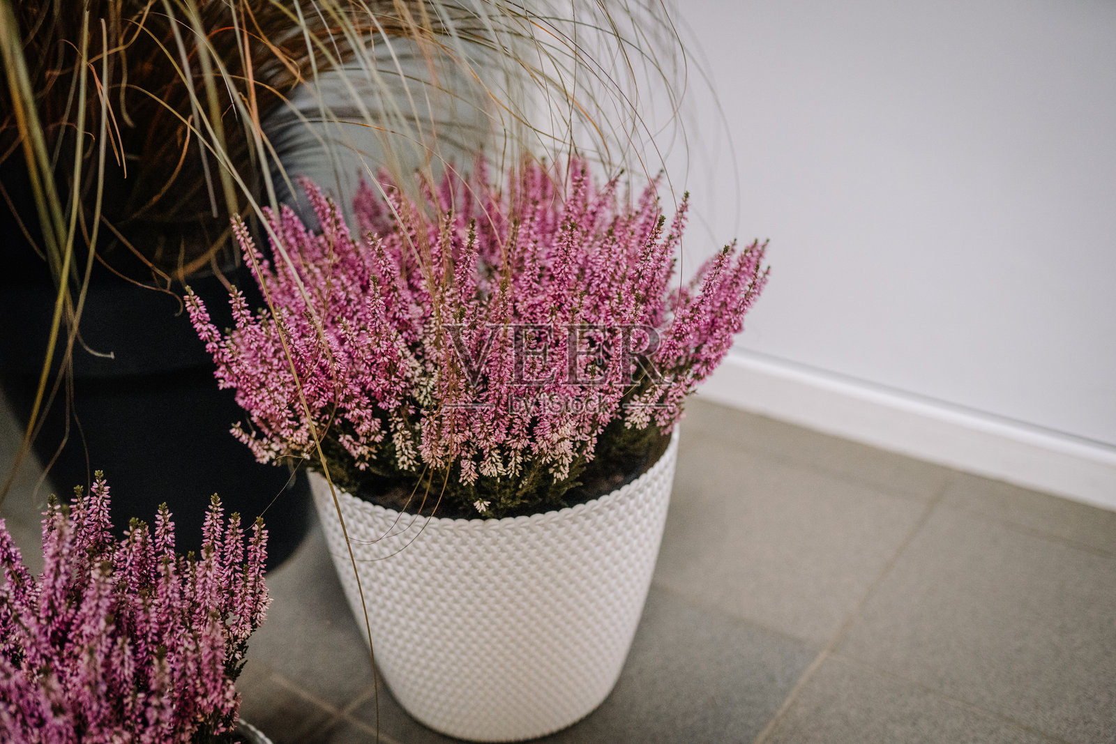 质感白色花盆中充满活力的粉色石楠花，周围环绕着装饰性草类，营造出充满自然美和优雅的生动室内植物组合。照片摄影图片