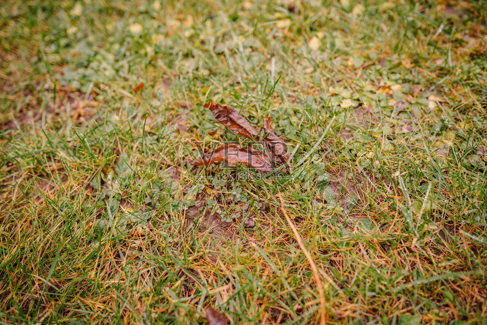 一片棕色落叶静卧在绿草地上，周围环绕着青草和泥土，在宁静的户外环境中展现出自然的纹理之美。照片摄影图片