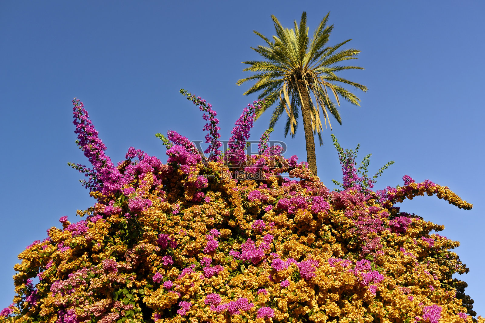 九重葛照片摄影图片