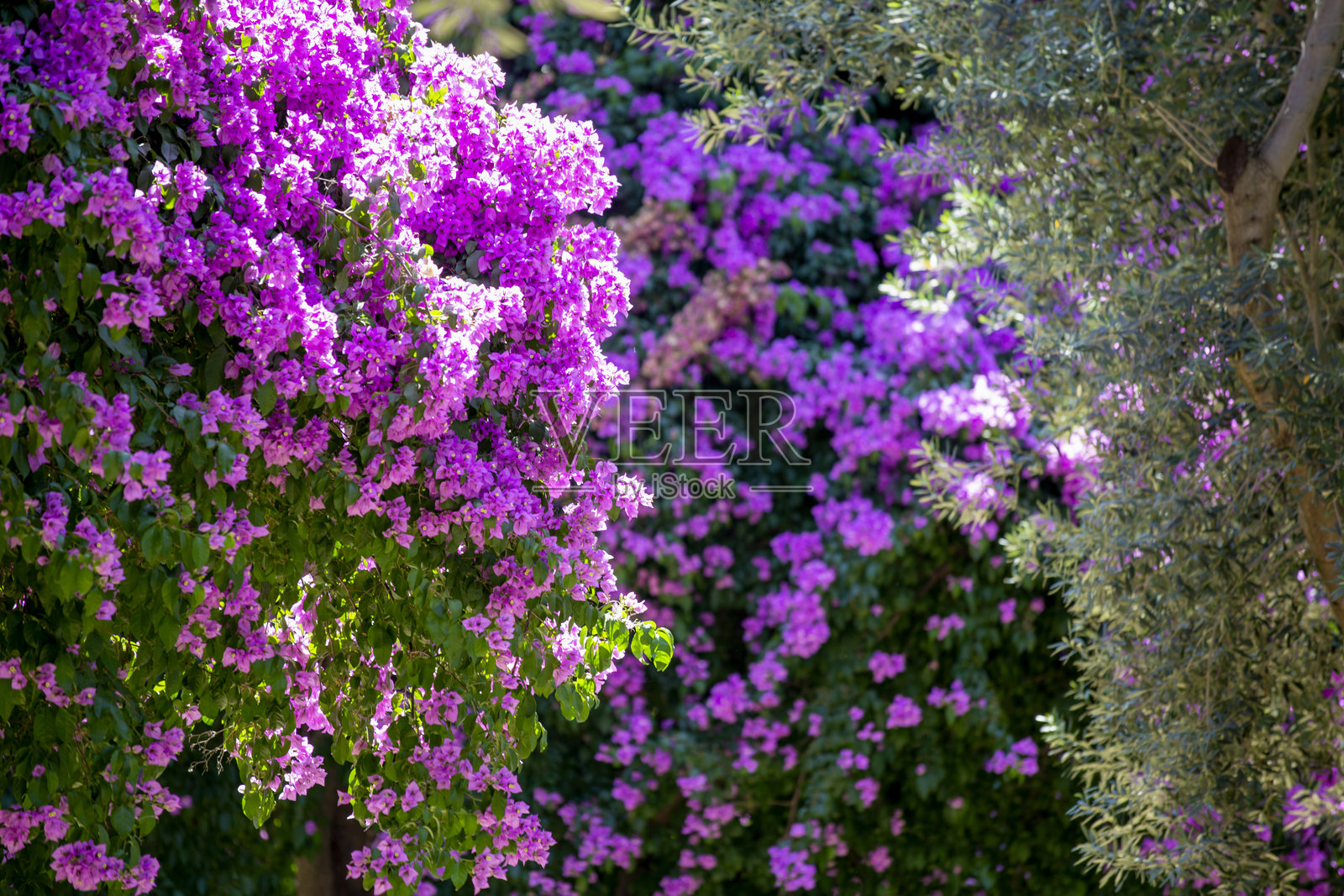 三角梅照片摄影图片