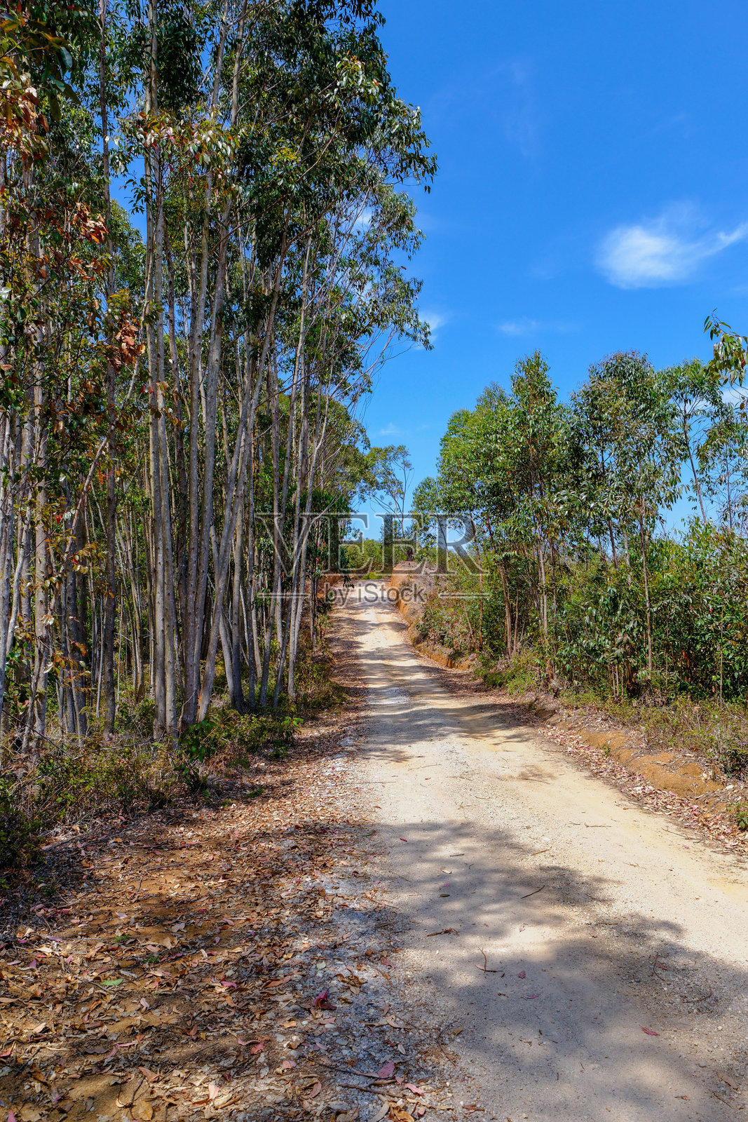 桉树林照片摄影图片