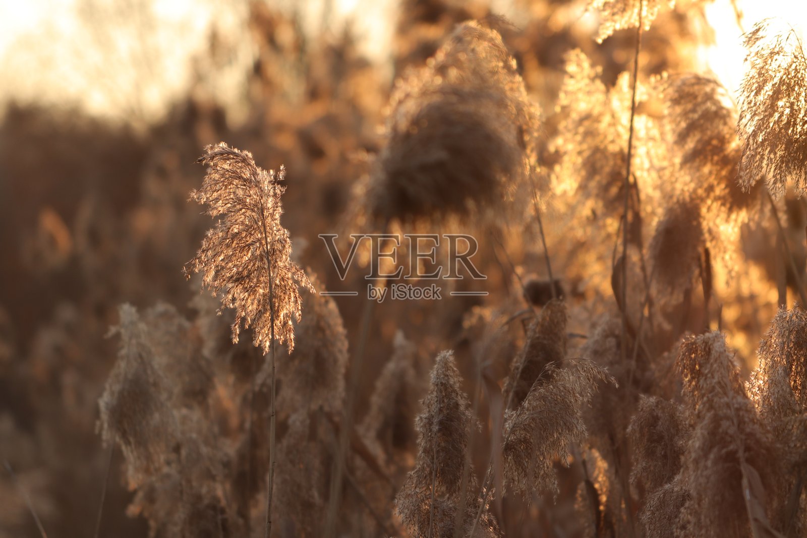 水蜡烛照片摄影图片