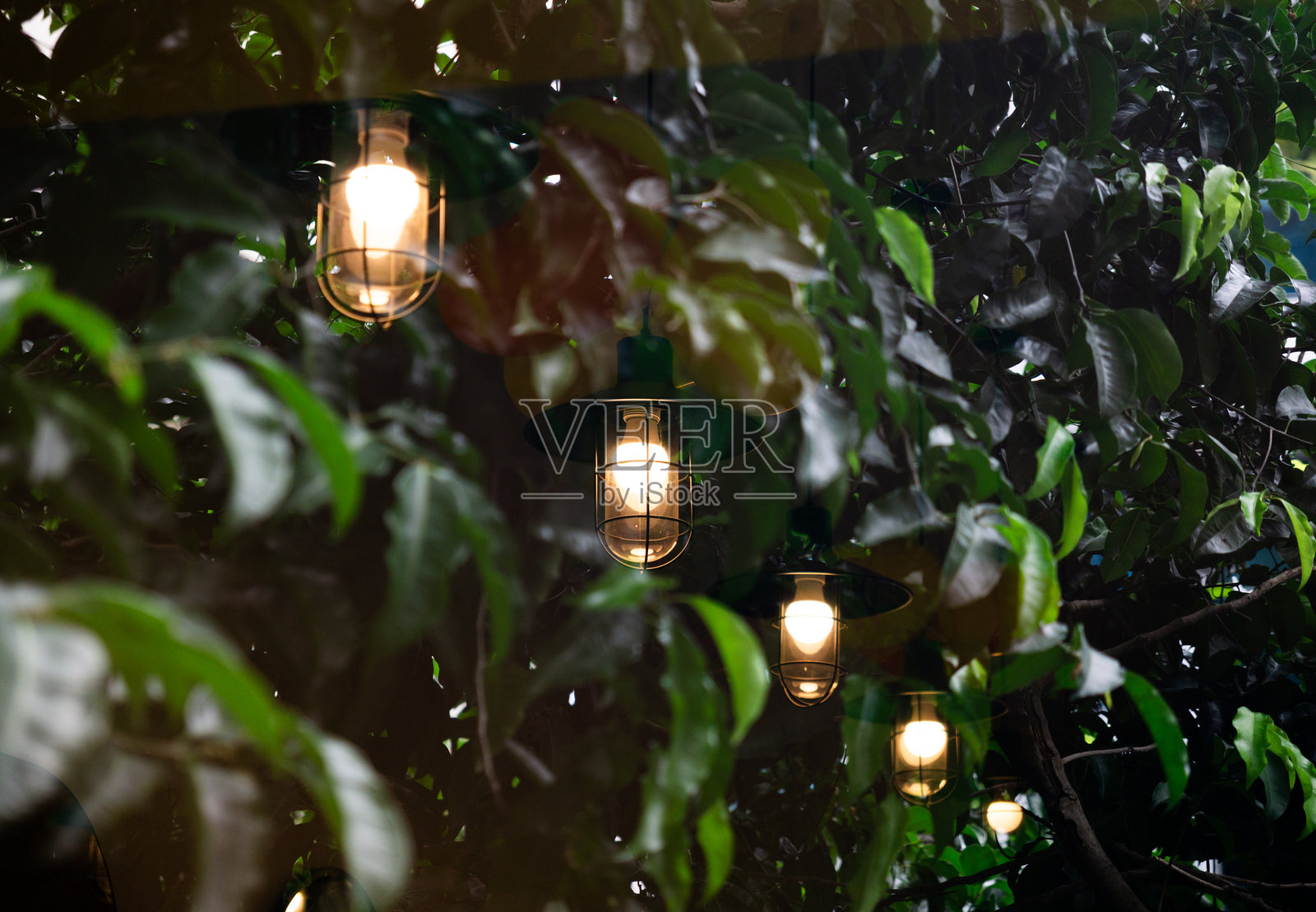 悬挂的灯笼柔和地照亮茂密的绿色植物，营造出一种温馨迷人的氛围照片摄影图片