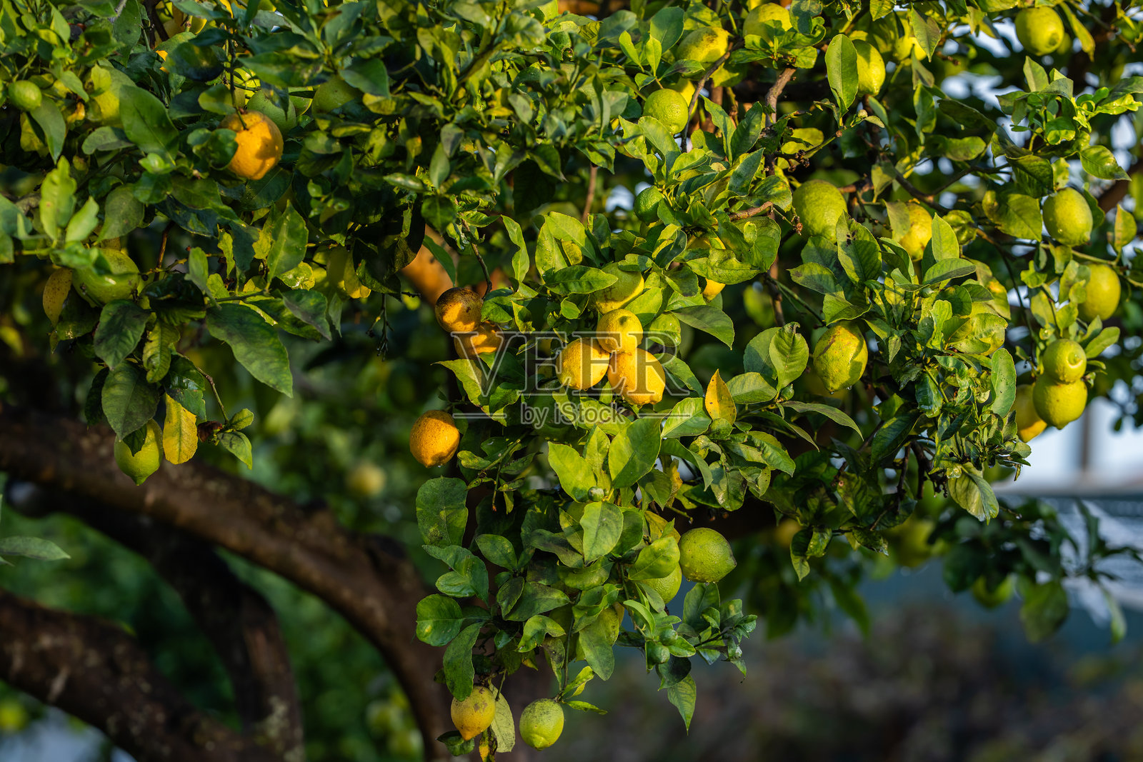 阳光下结满成熟果实的柠檬树照片摄影图片