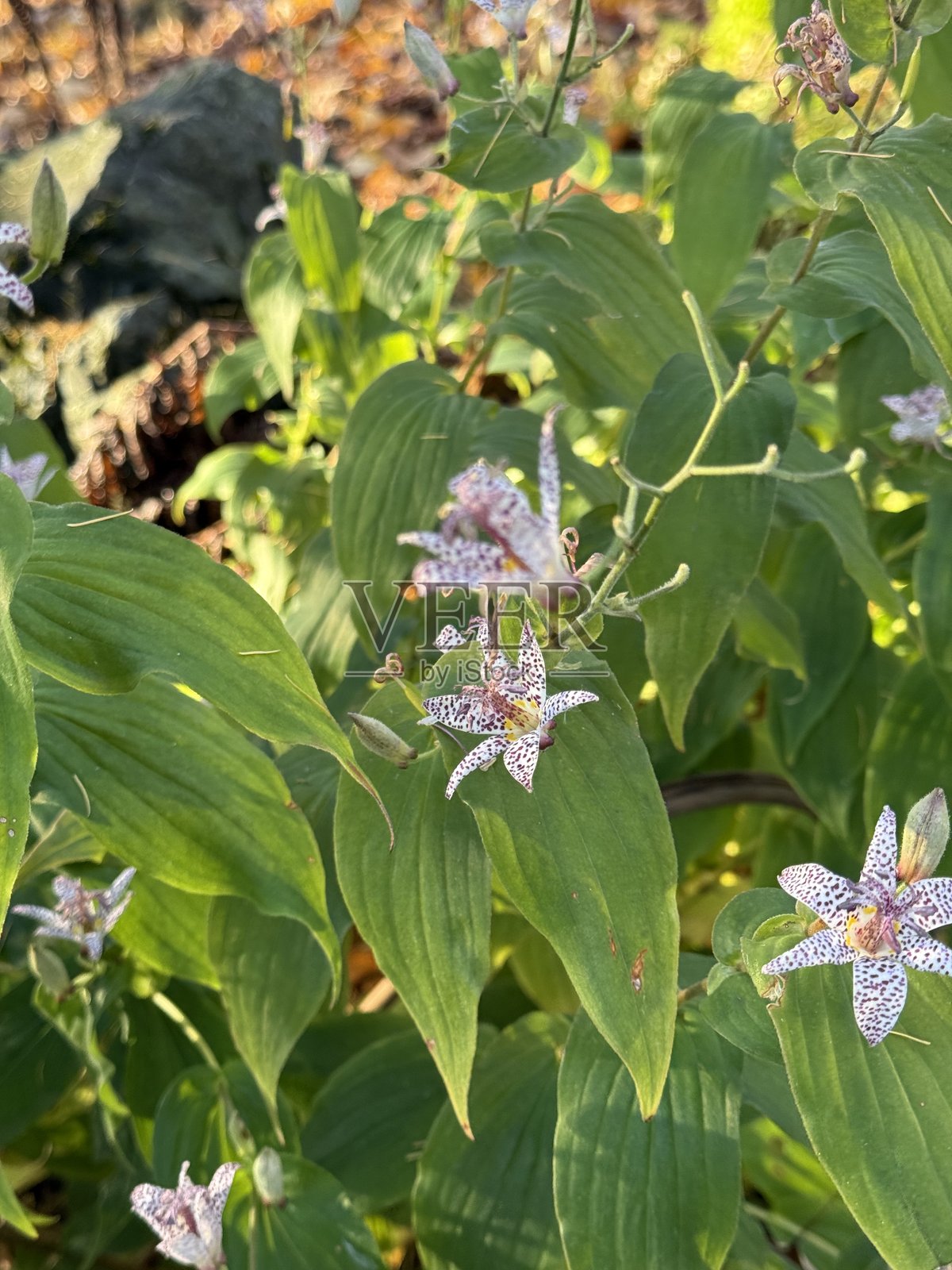 糙叶山菅兰，又名毛糙叶山菅兰照片摄影图片