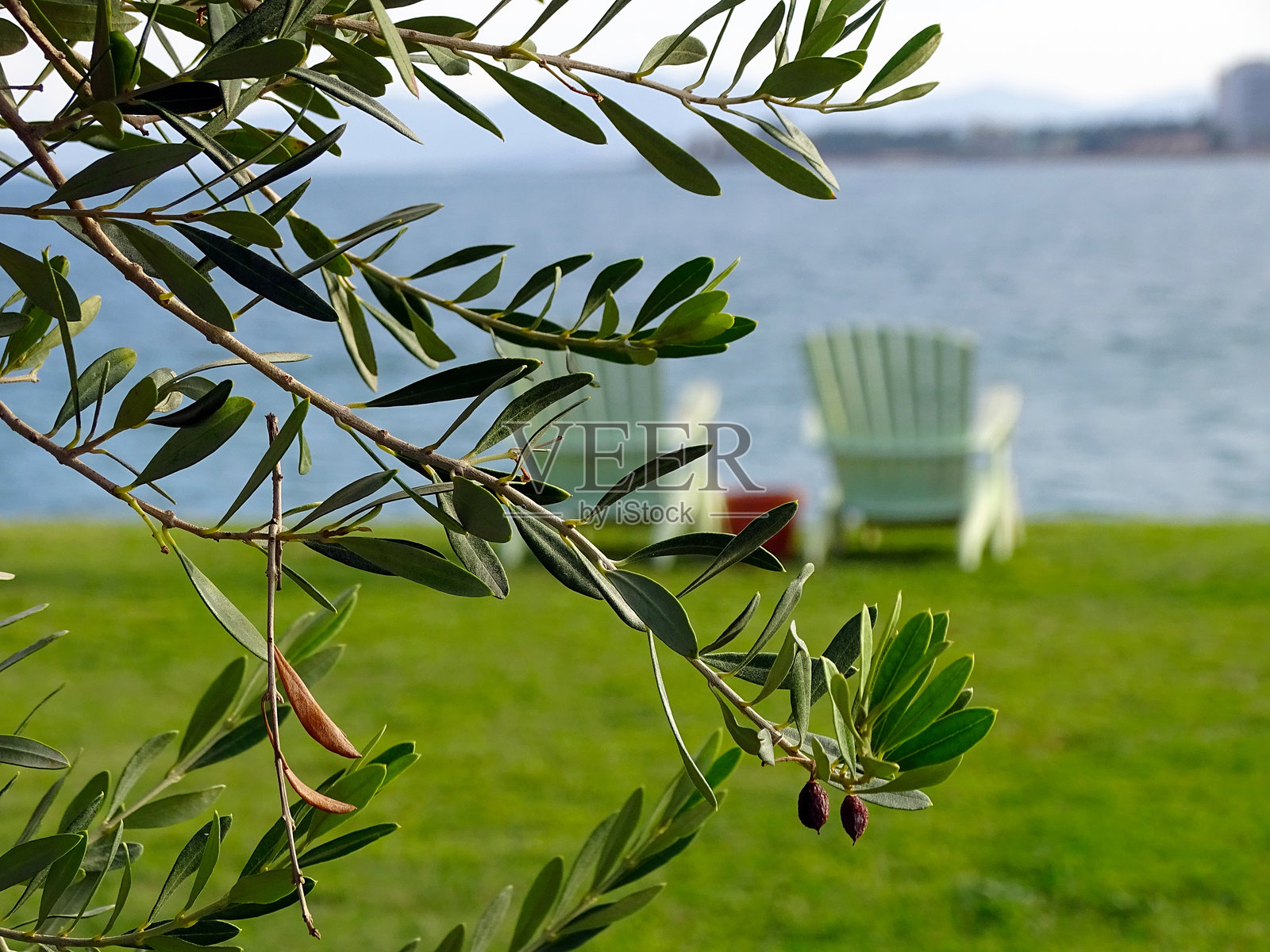 从橄榄树后看到的观众席照片摄影图片