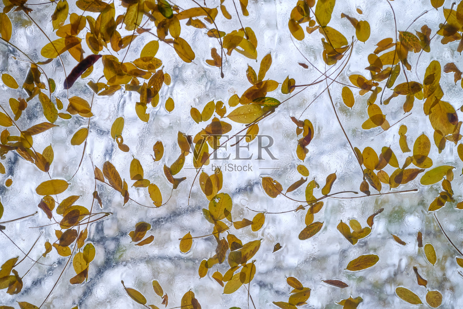 天窗玻璃上的叶子照片摄影图片