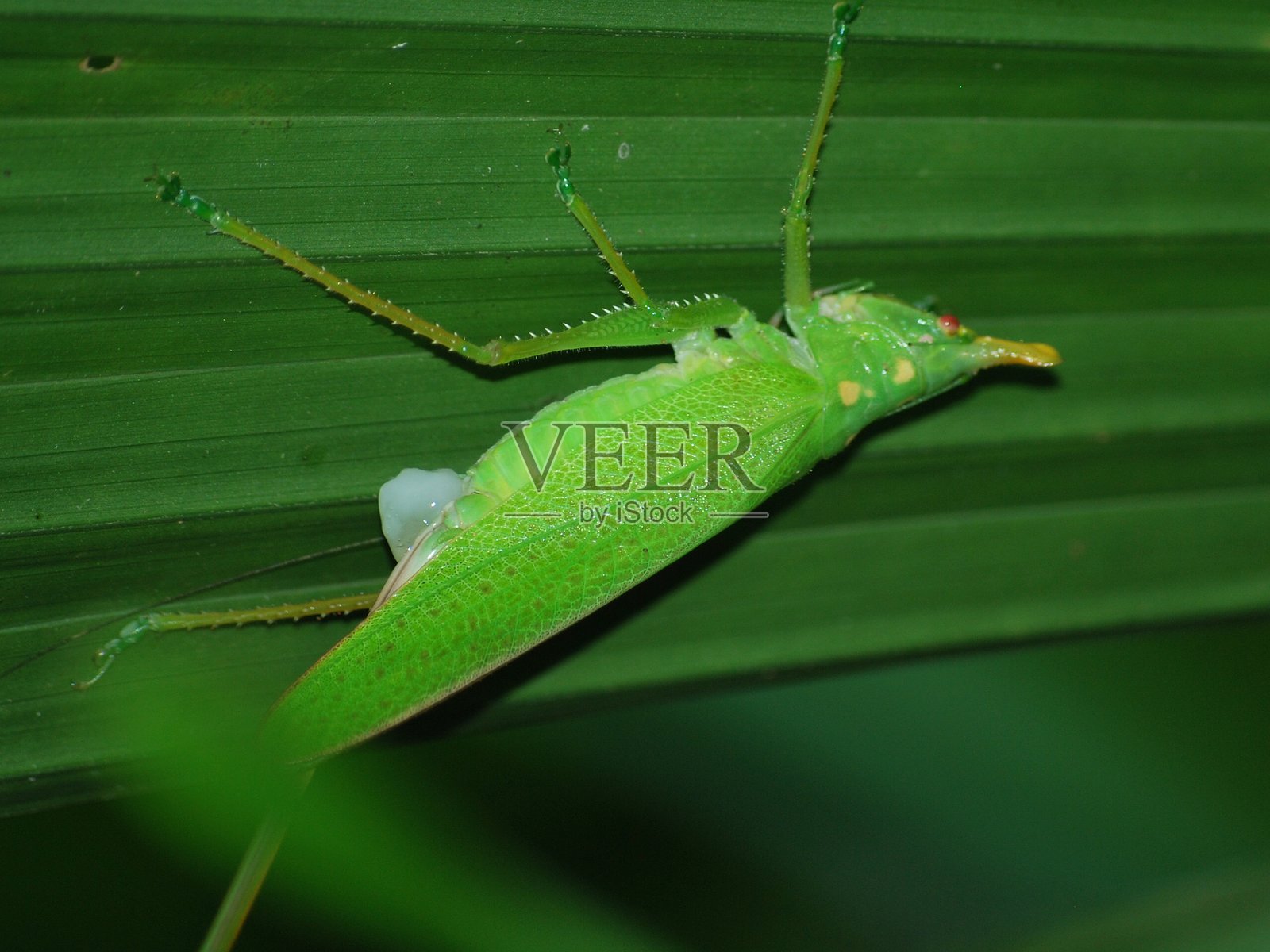 在雨林叶片上，一只拥有完美伪装的亮绿色蝈蝈照片摄影图片