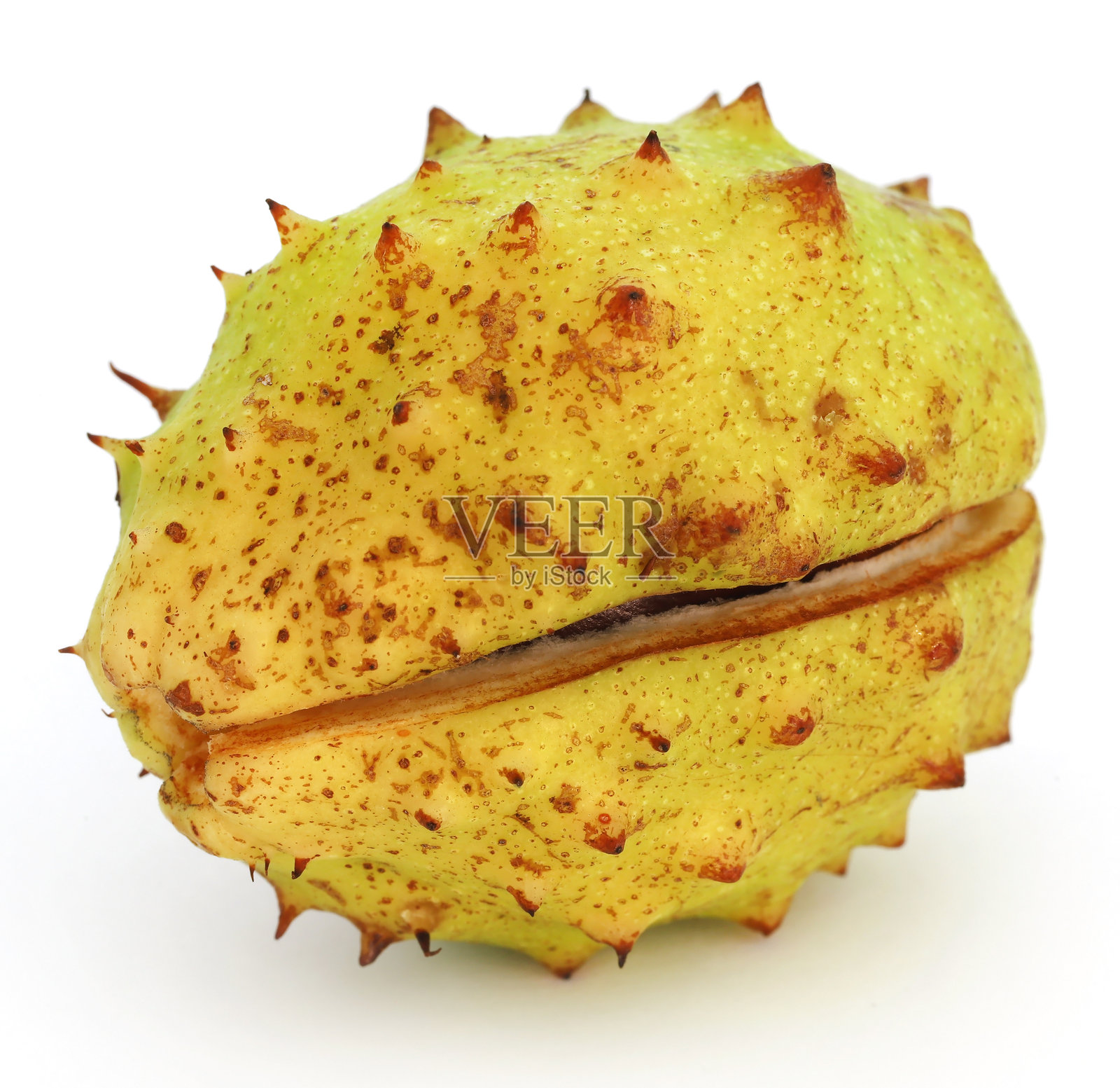 七叶树照片摄影图片