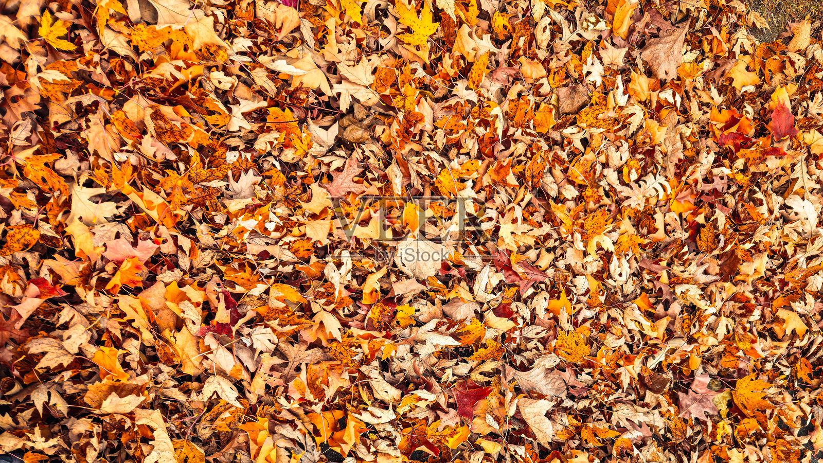 鲜艳浓密的秋季背景，布满红、橙、金和棕色的落叶照片摄影图片