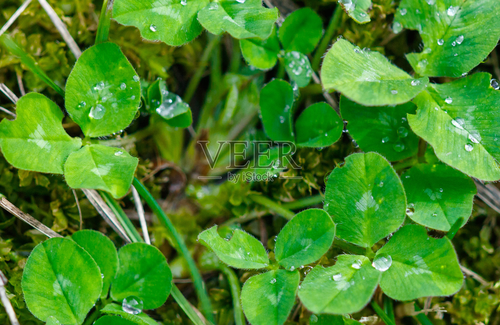 绿植上沾着水珠照片摄影图片