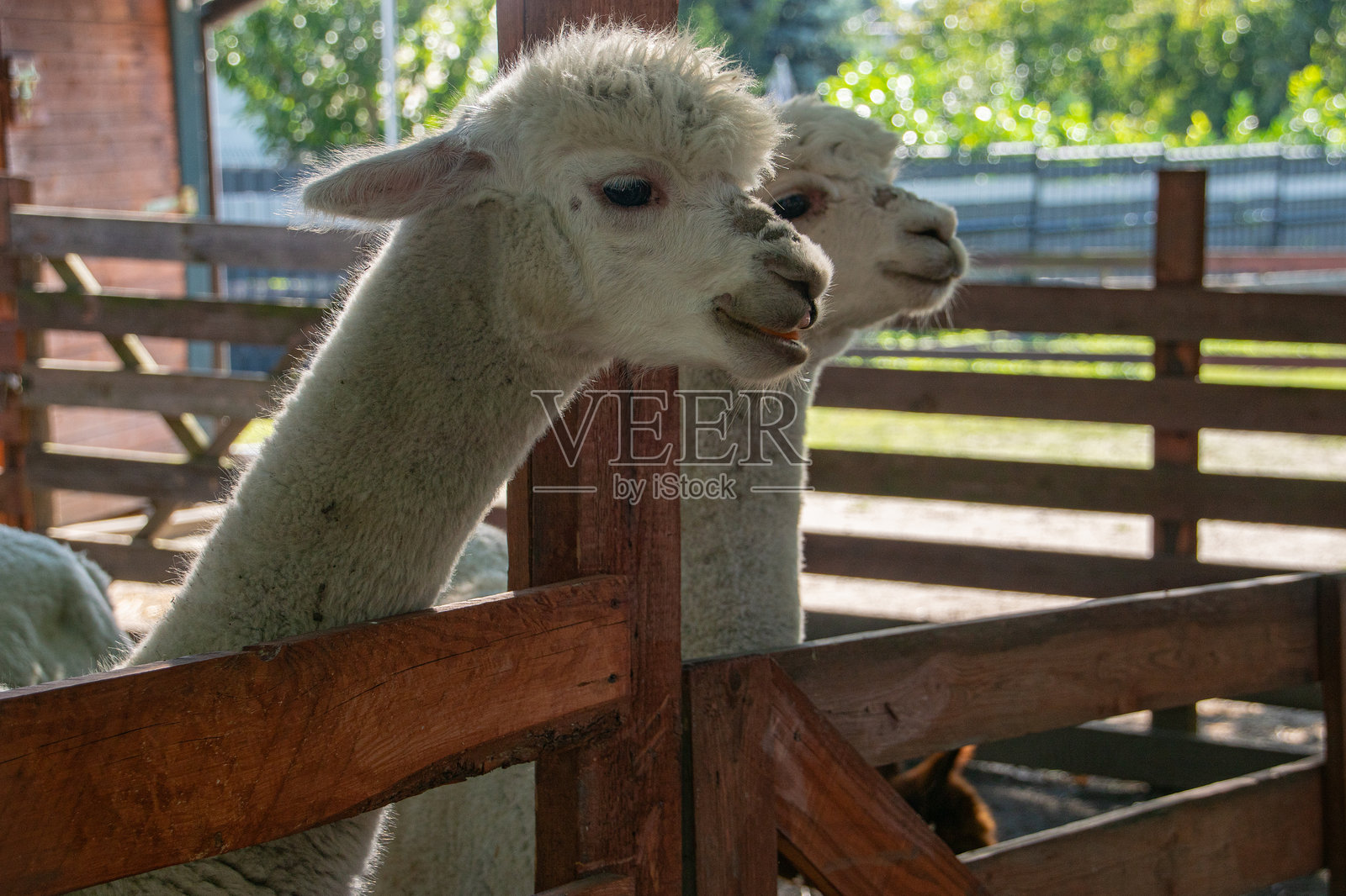 动物园里的白色羊驼（羊驼）照片摄影图片