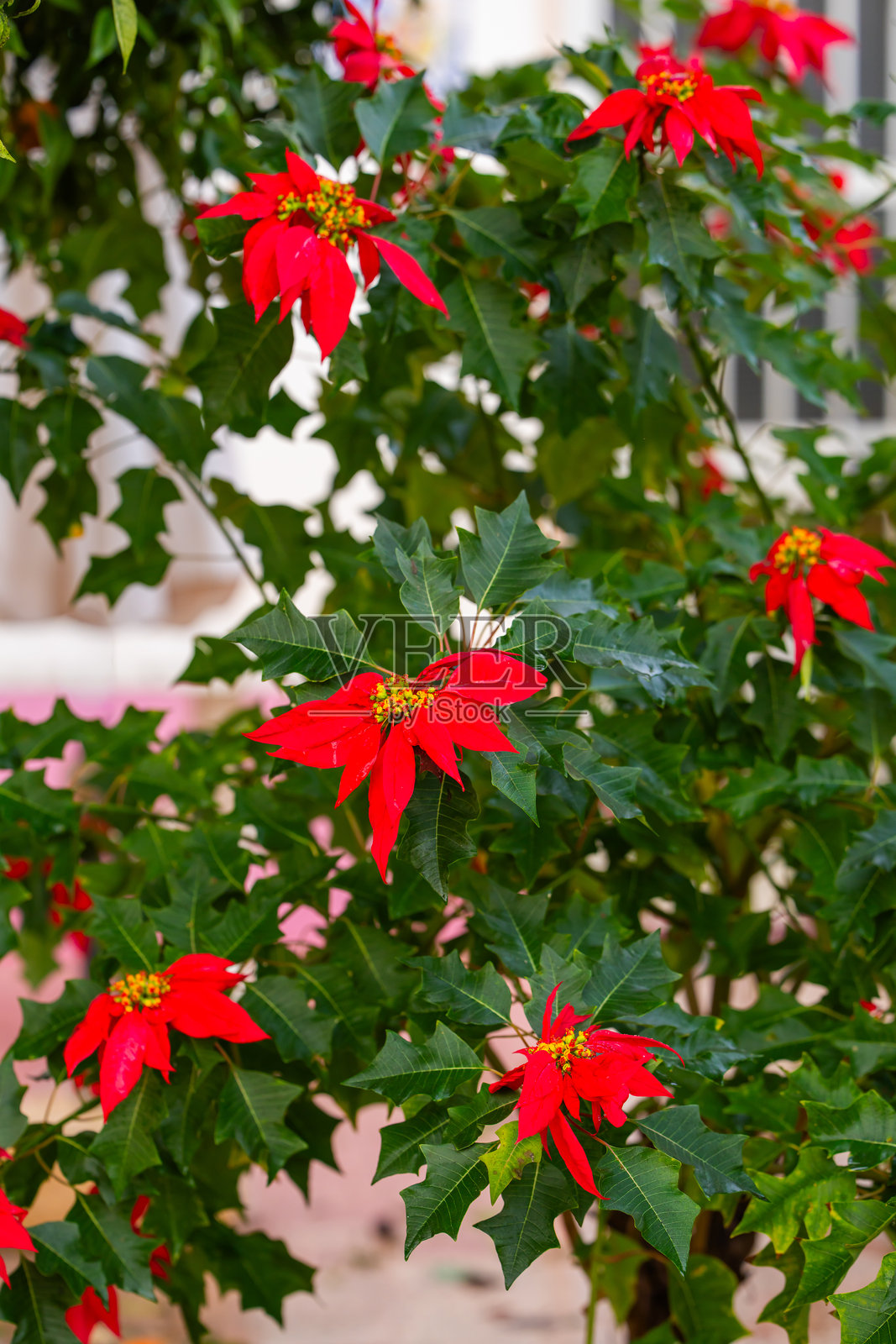 红苞叶和深绿色叶子的圣诞红植物照片摄影图片