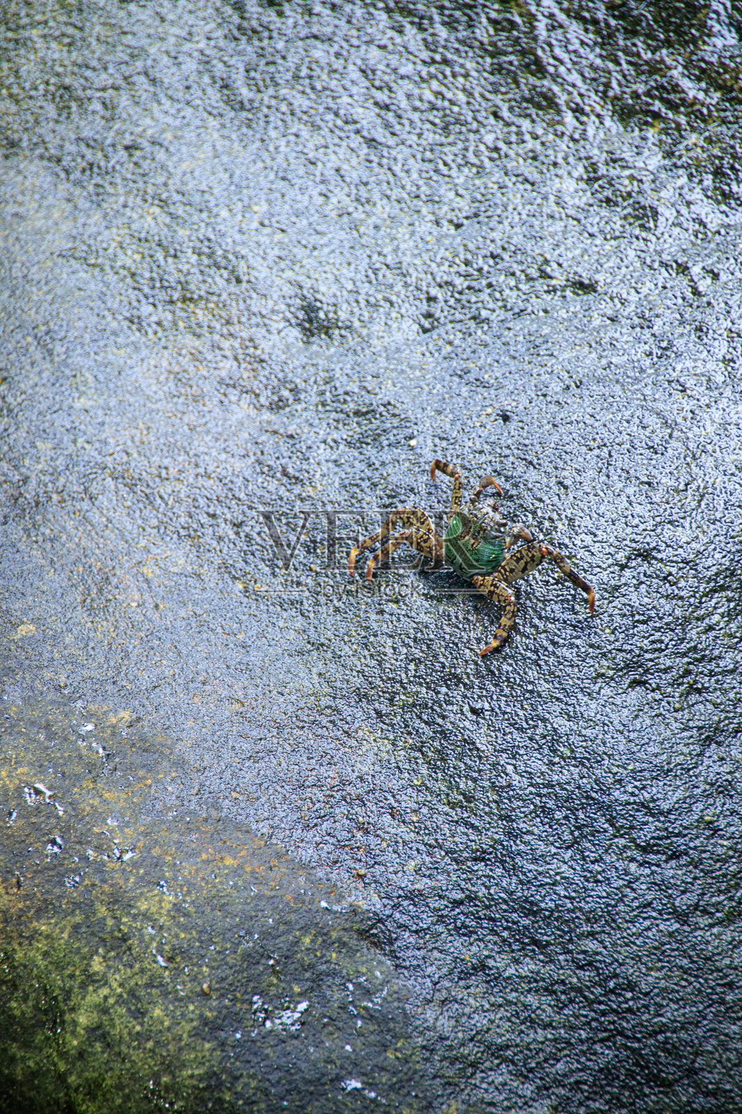 行动敏捷的变色岩蟹照片摄影图片