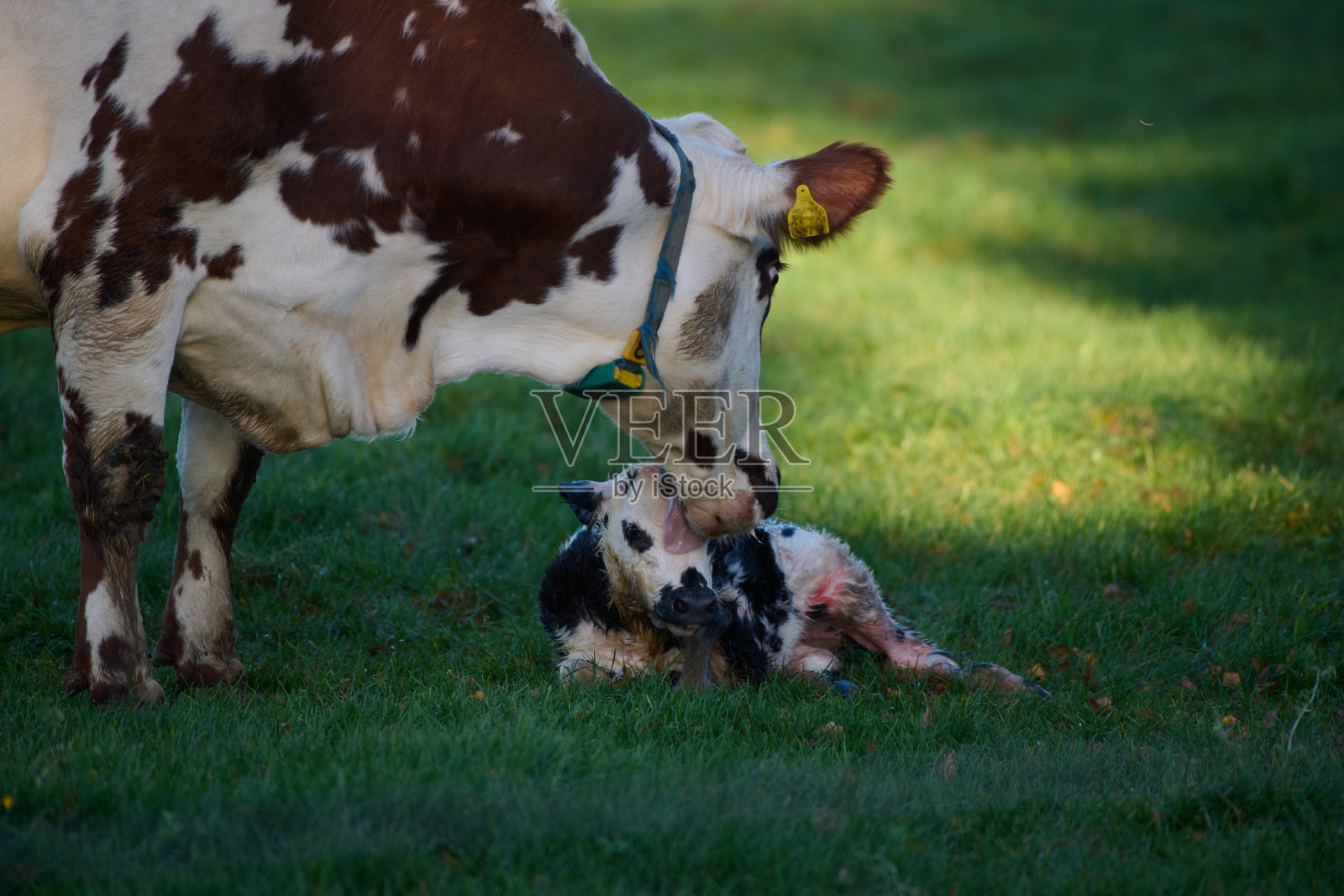 牛和她刚出生的牛犊照片摄影图片