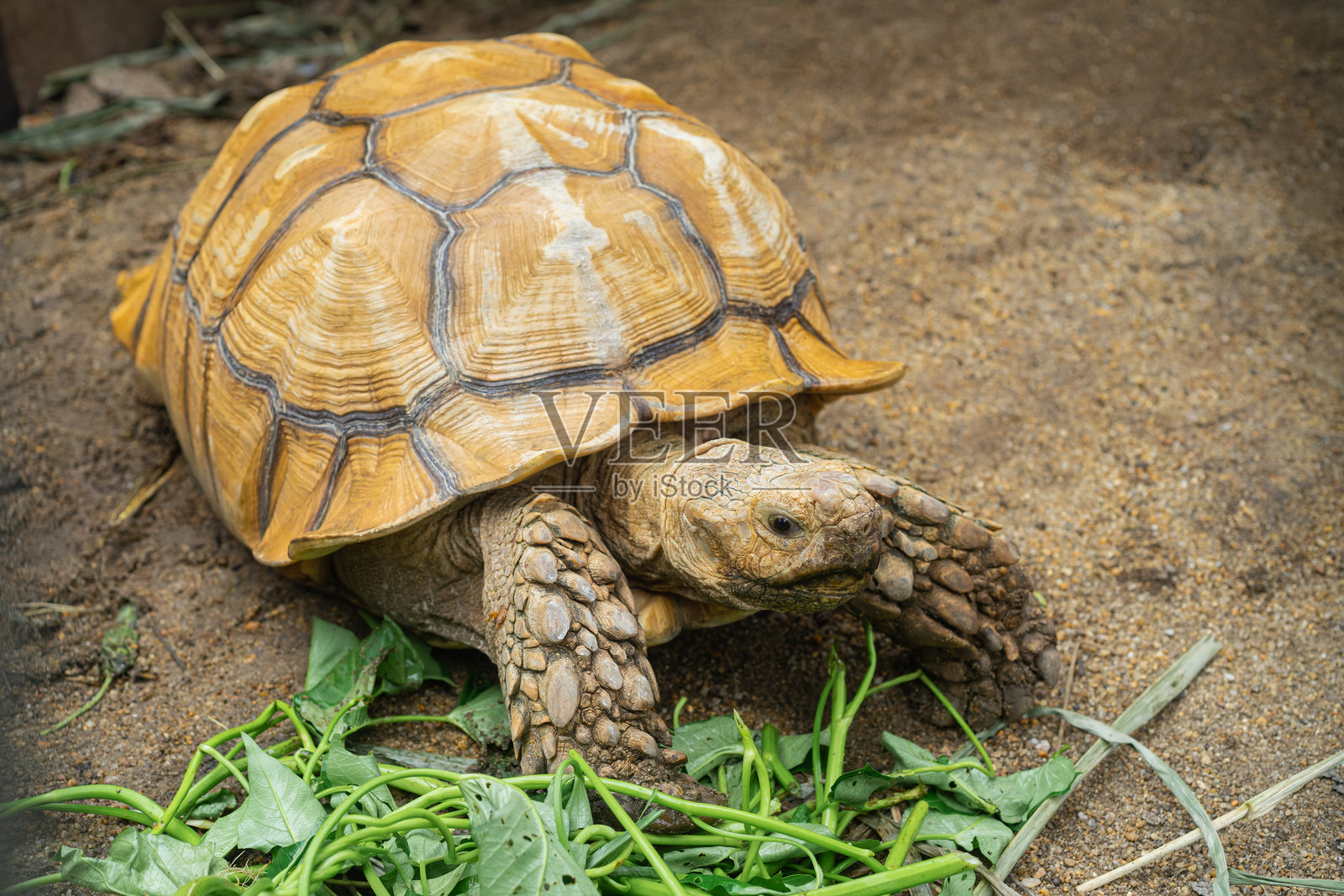 非洲刺龟（Centrochelys sulcata），也称苏卡塔陆龟，在享用食物照片摄影图片