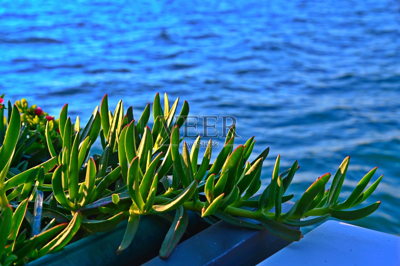 一片充满活力的多肉植物般的海岸植物照片摄影图片