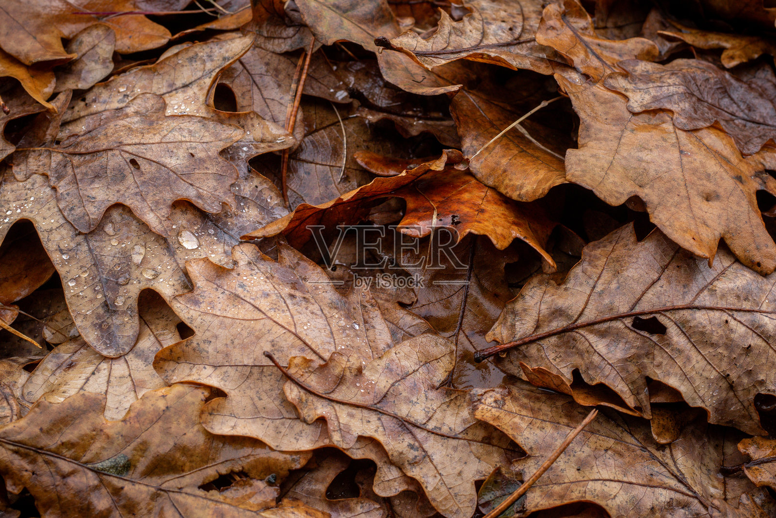 秋季潮湿的棕色橡树叶覆盖着森林地面照片摄影图片