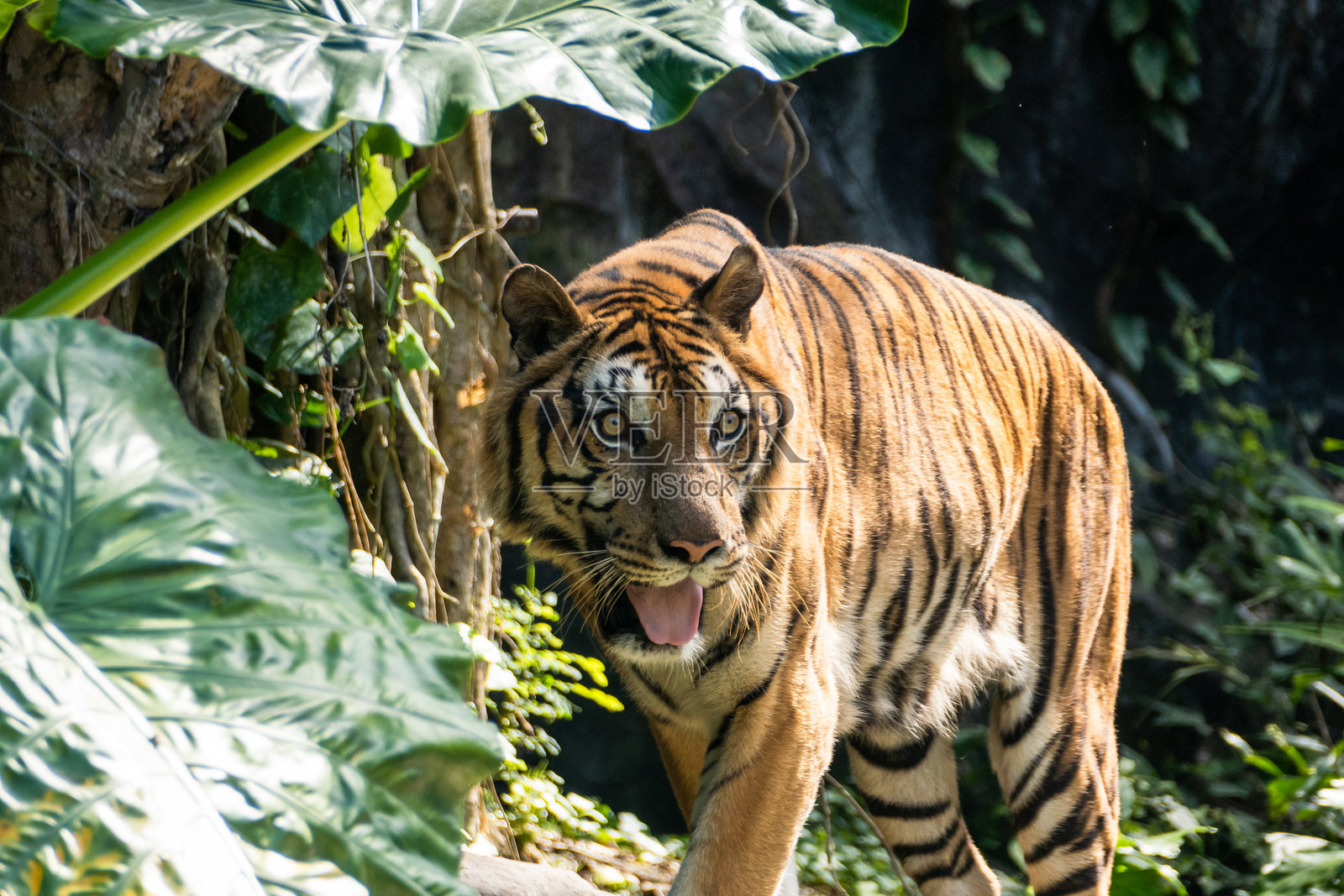 白昼下，雄伟的老虎在繁茂的丛林中漫步，展现大自然的壮丽之美照片摄影图片