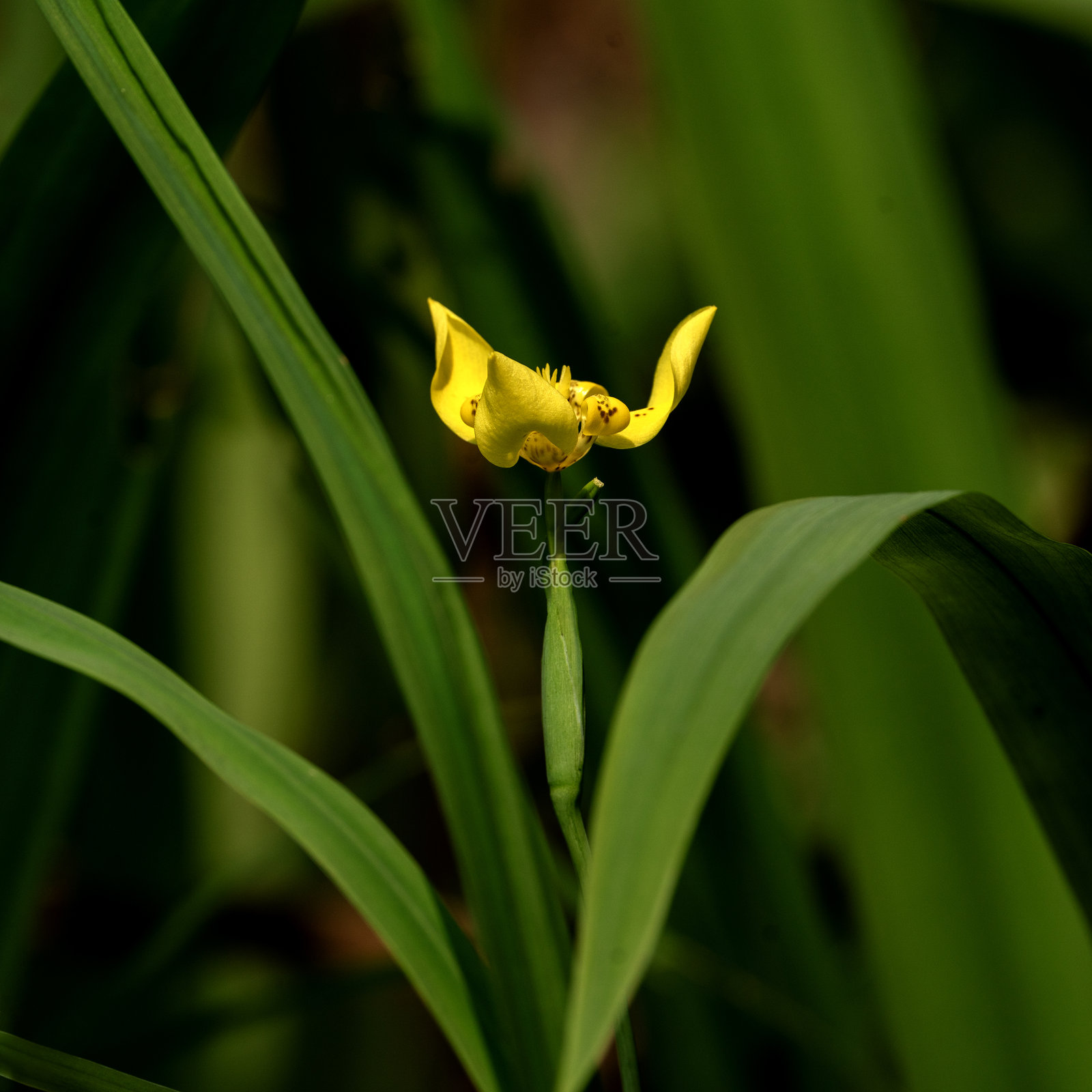 黄色的鸢尾花在茂密的绿叶中照片摄影图片