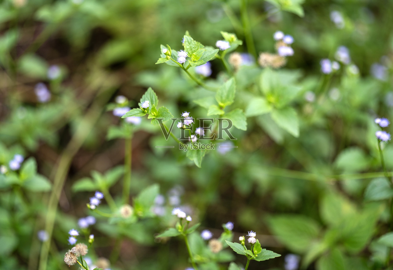 自然绿色环境中的精致流苏花照片摄影图片