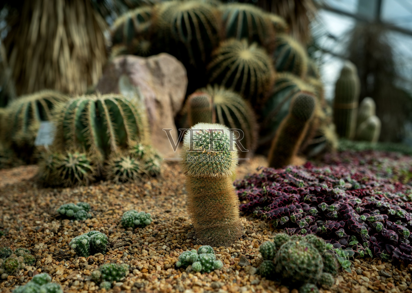 柱状和桶状仙人掌的特写镜头照片摄影图片