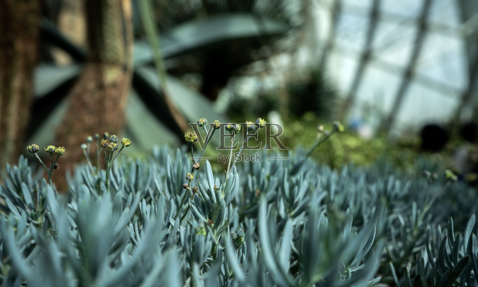 温室中蓝色粉笔头多肉植物的特写照片摄影图片