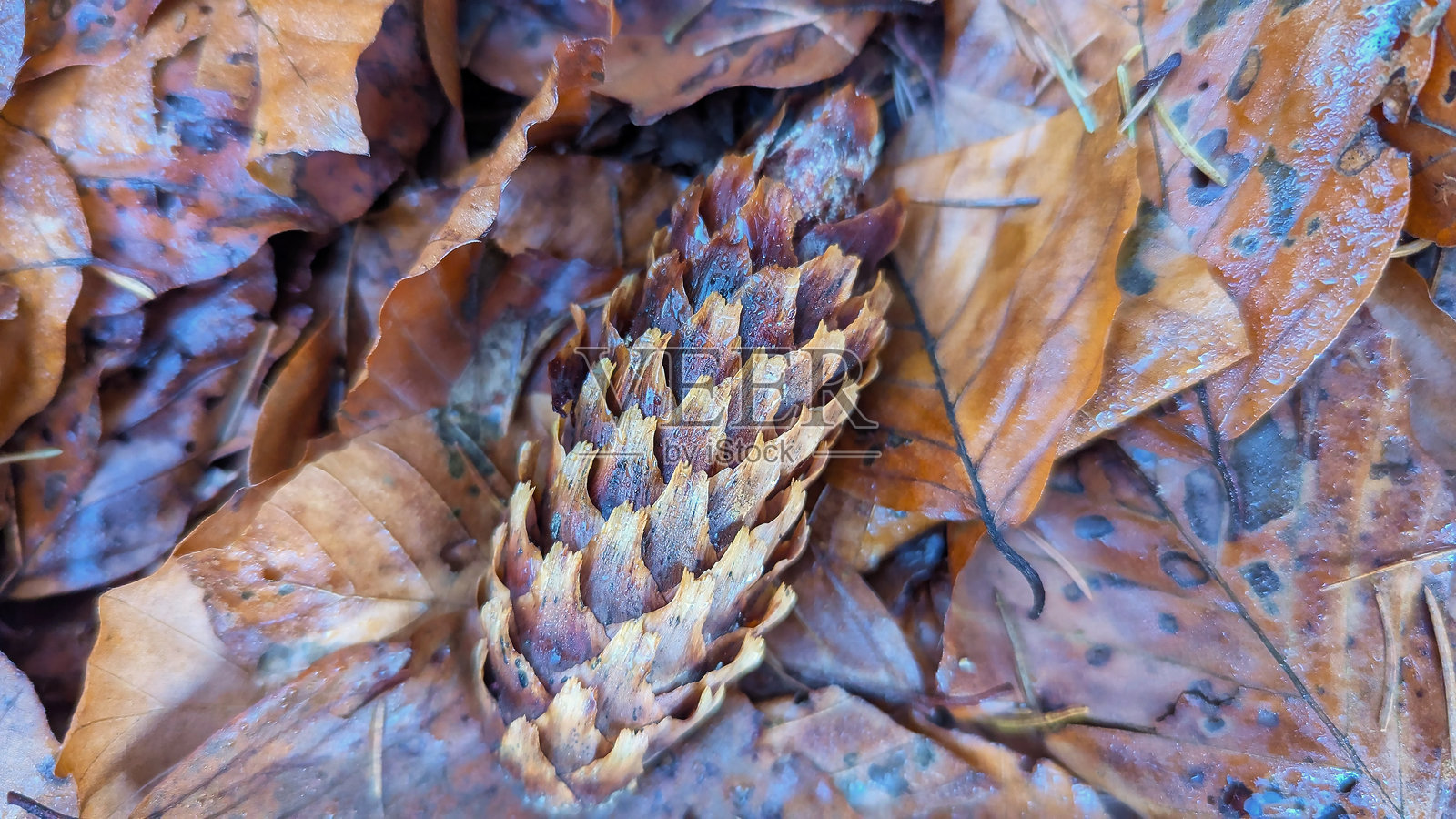潮湿的秋季森林地面，松果被落叶覆盖照片摄影图片