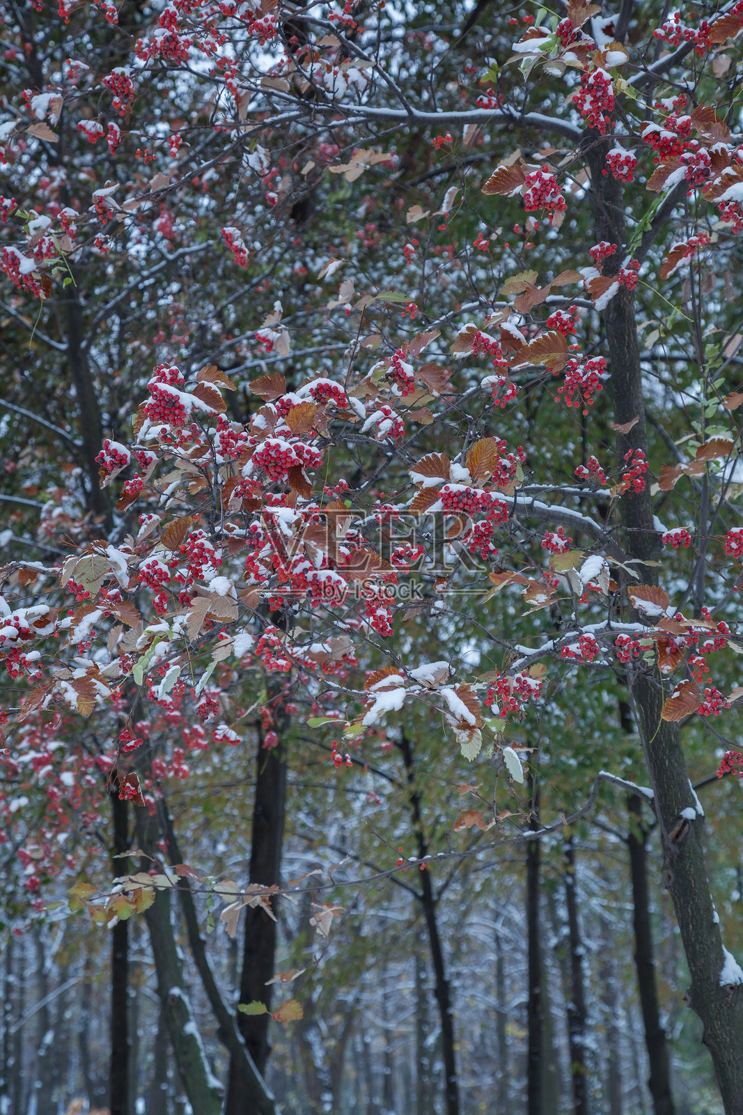 雪地上的山楂树枝上的红色山楂果照片摄影图片