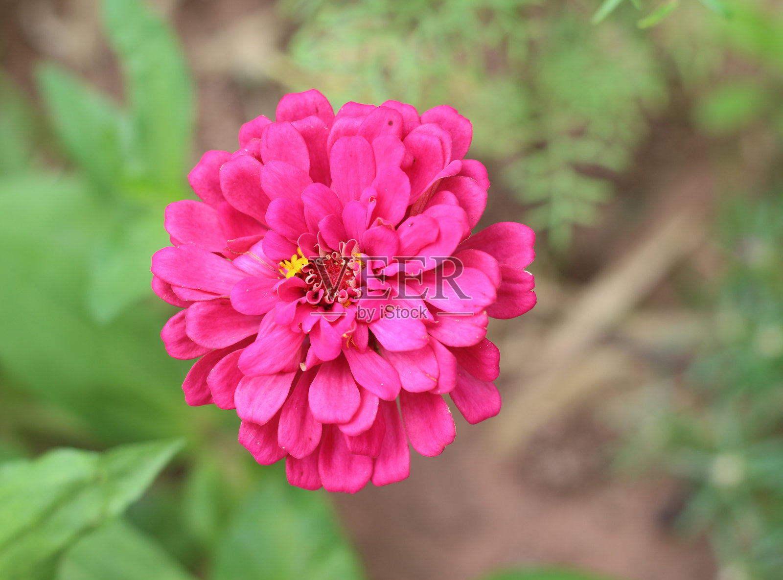 户外花园里的美丽花朵照片摄影图片
