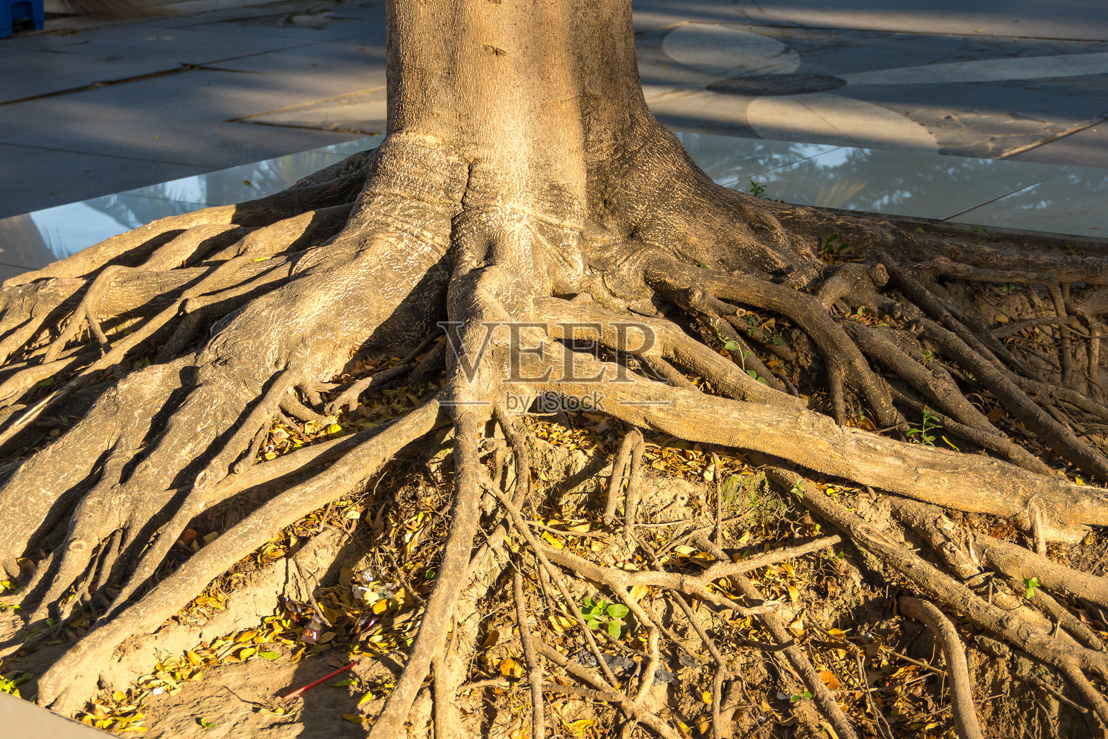 院子里一棵大主根树的根部特写照片摄影图片