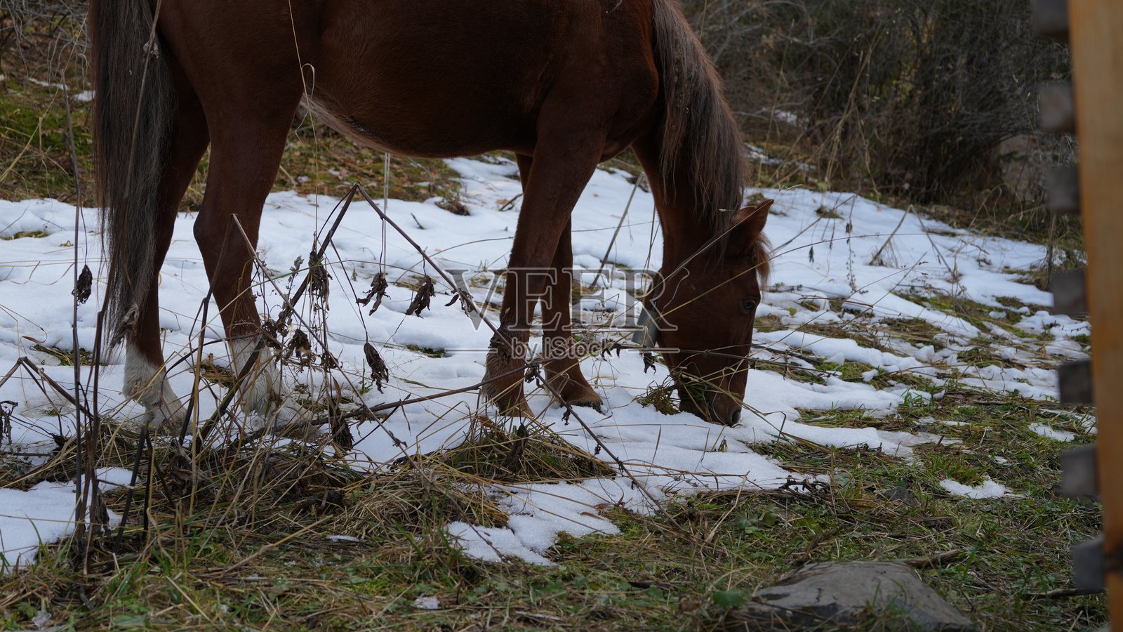 棕色的马在有雪块的草地上吃草，置身于自然环境中照片摄影图片